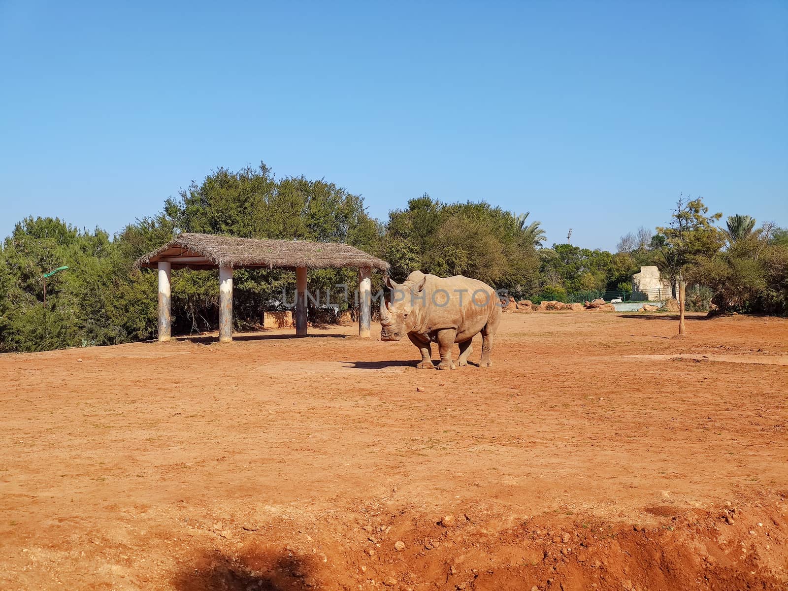 A huge rhino standing in the zoo