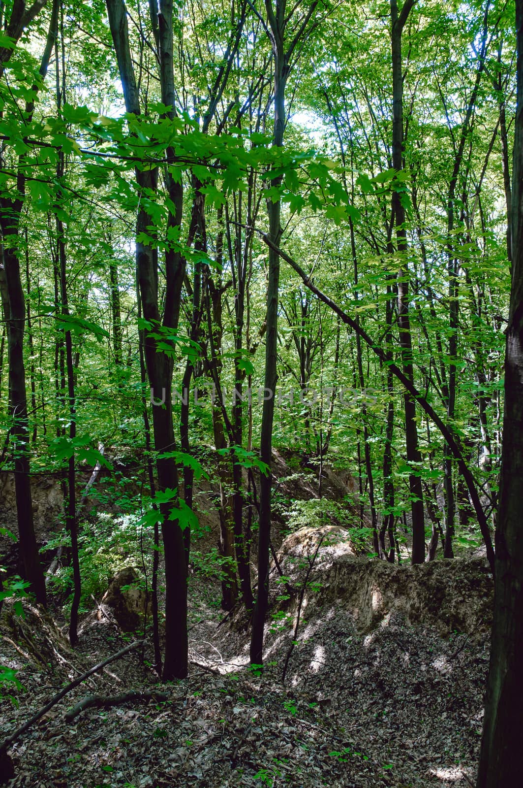 Ukrainian Forest in Pirogovo near Kiev