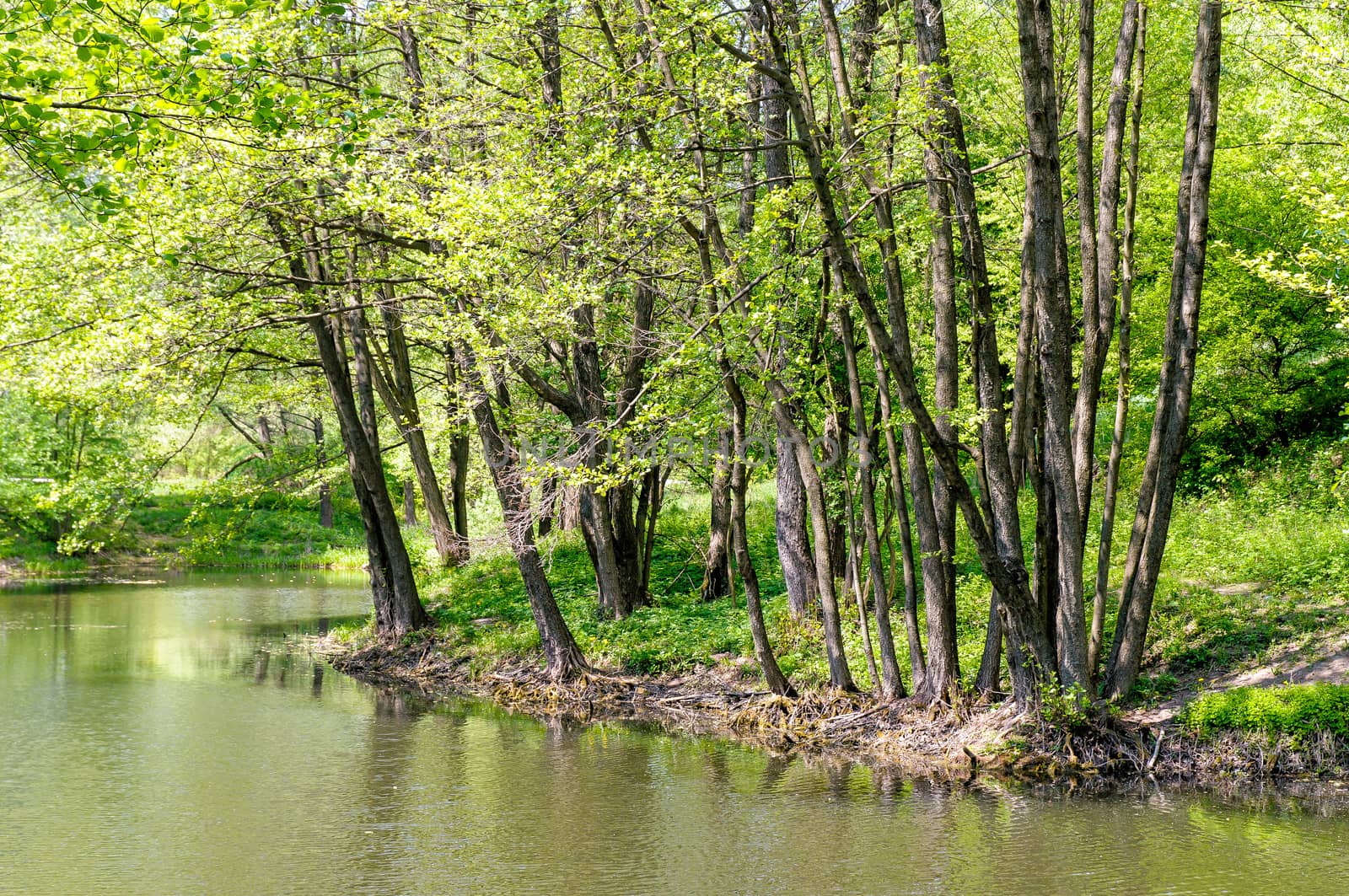 Ukrainian Forest and River in Pirogovo near Kiev