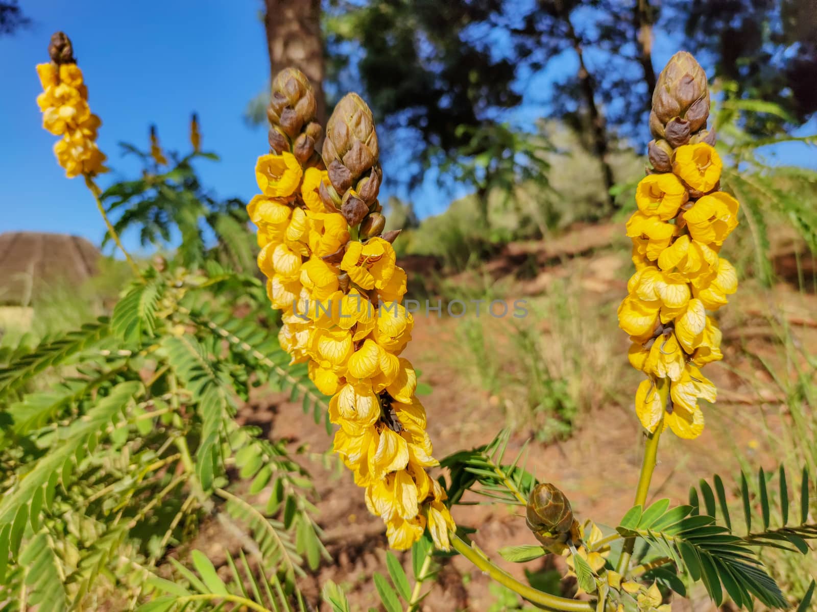 a group of yellow plants by devoxer