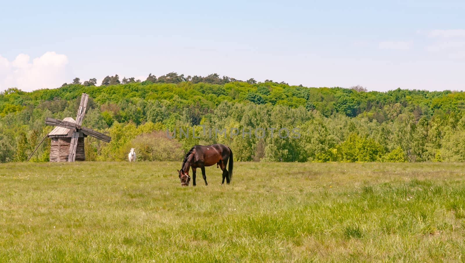 A brown stallion in a green meadow with an antique wooden windmill in the Ukrainian country near Kiev