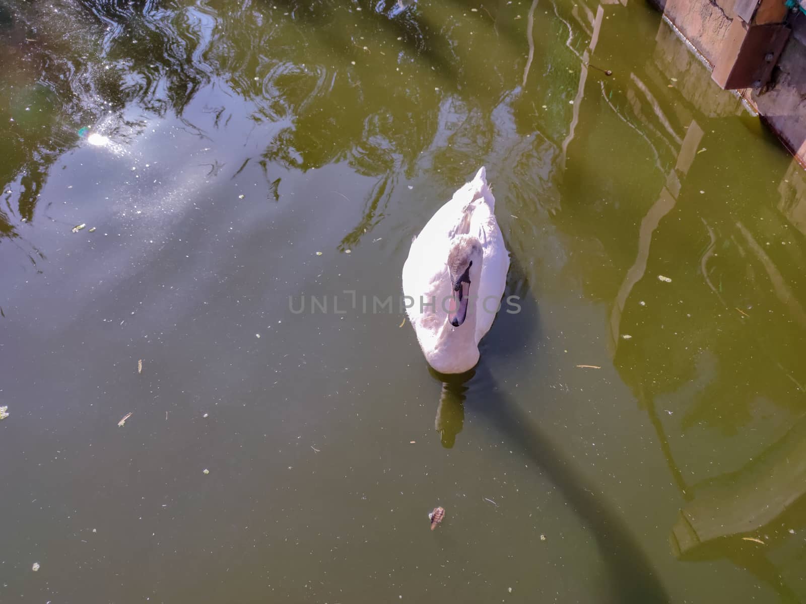 a white goose in a pond