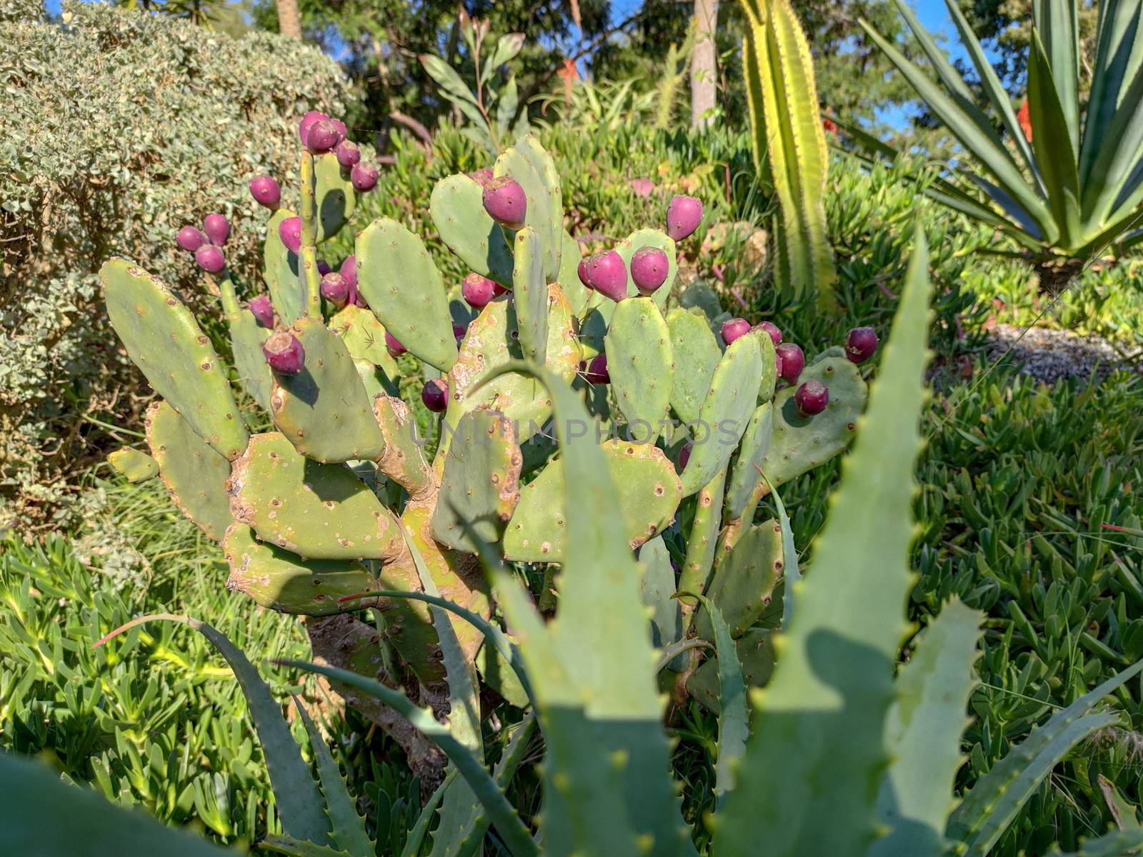 The thorny desert plants so beautiful by devoxer