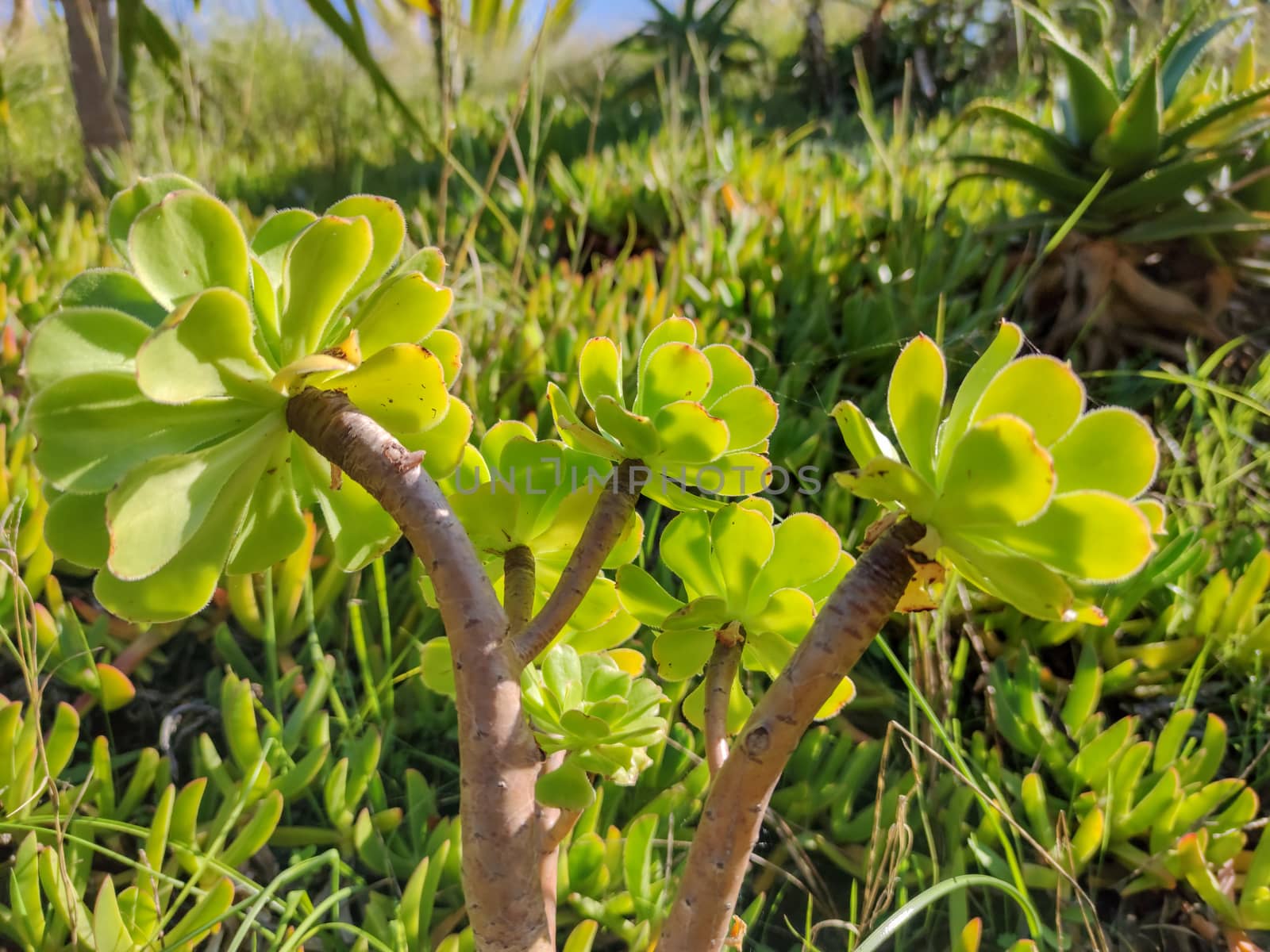 Green plants facing the sun