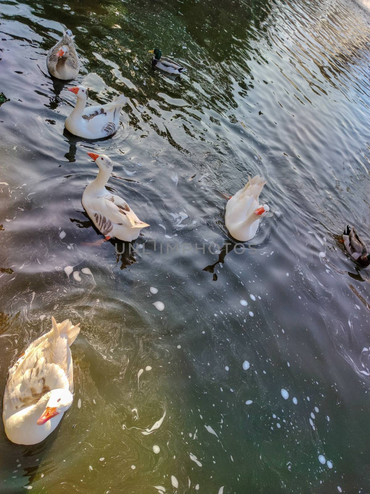 a group of white gooses in a pond