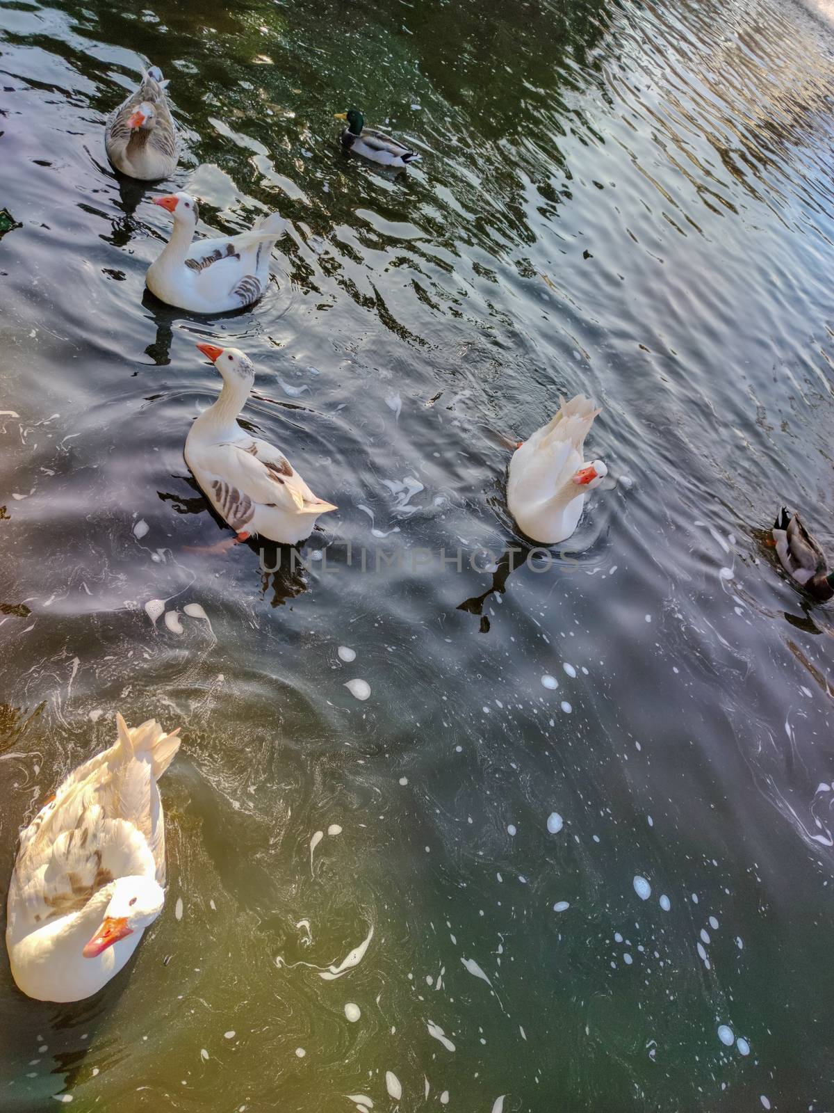 a group of white swans in a pond by devoxer