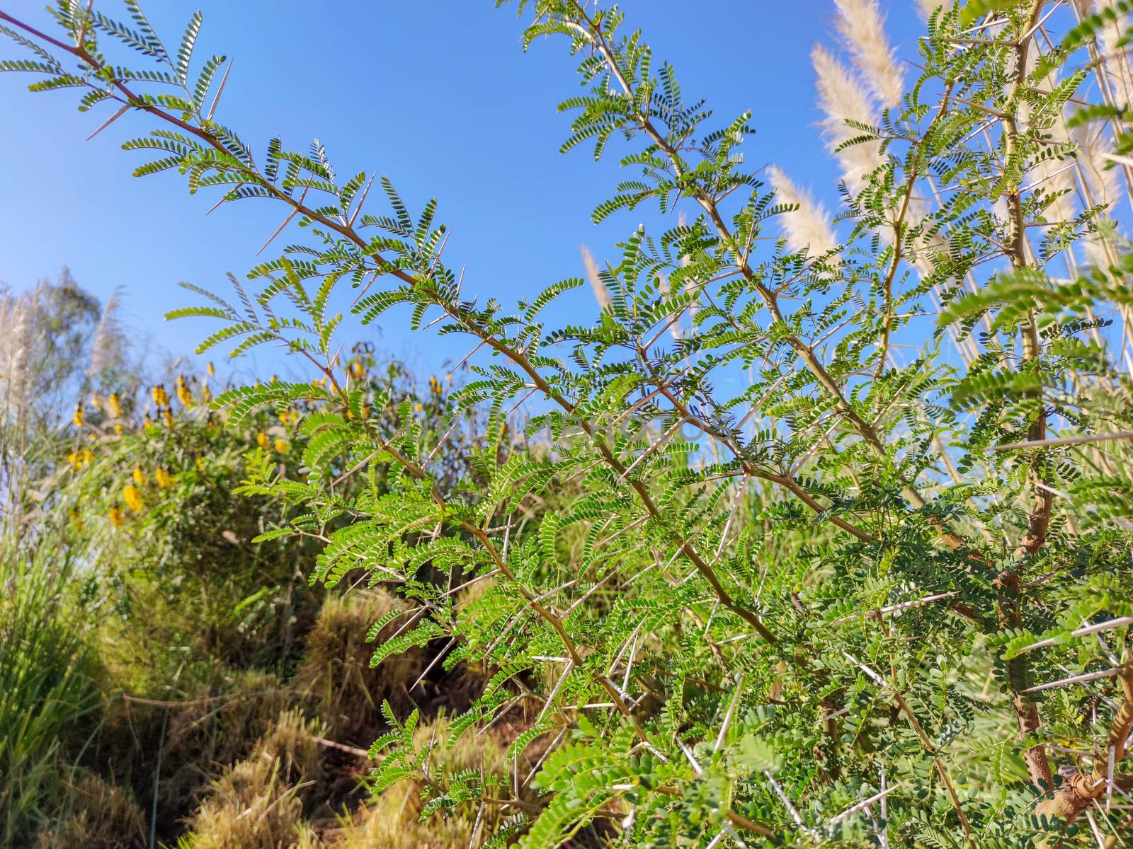 a beutiful green plants