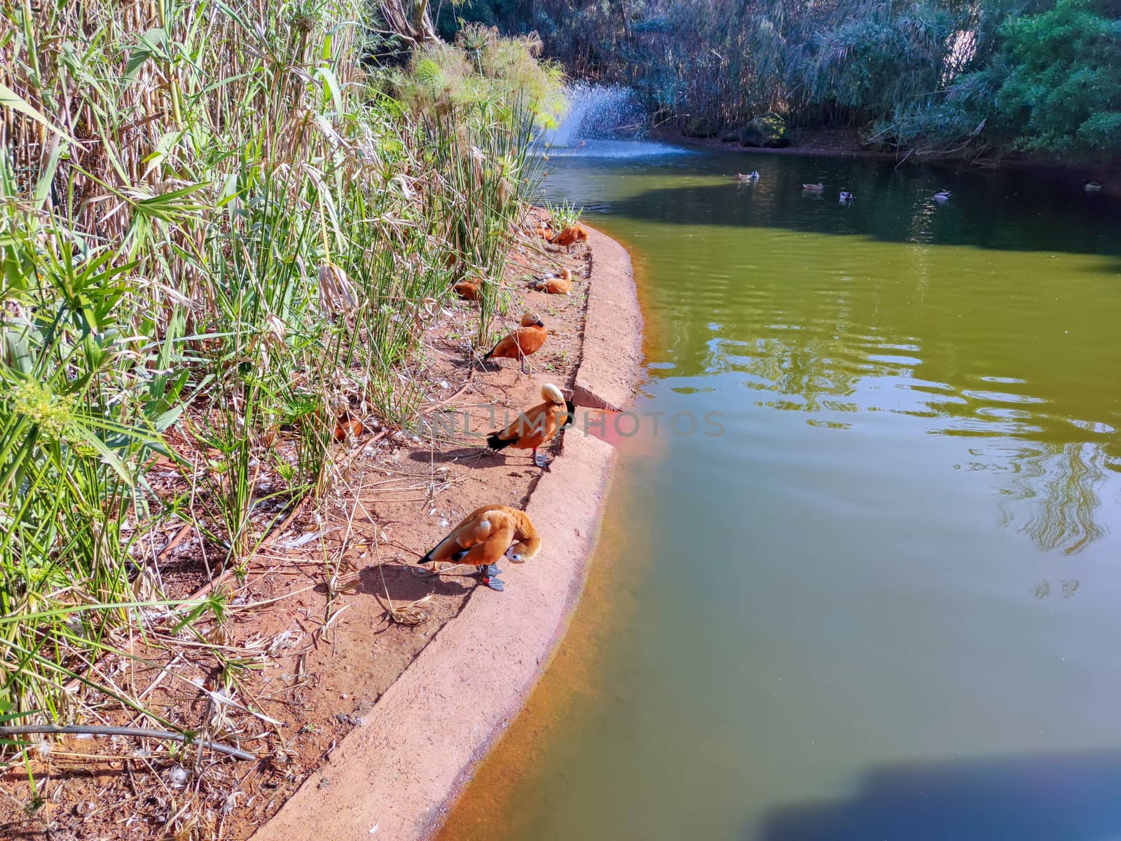 a group of birds standing beside the pond