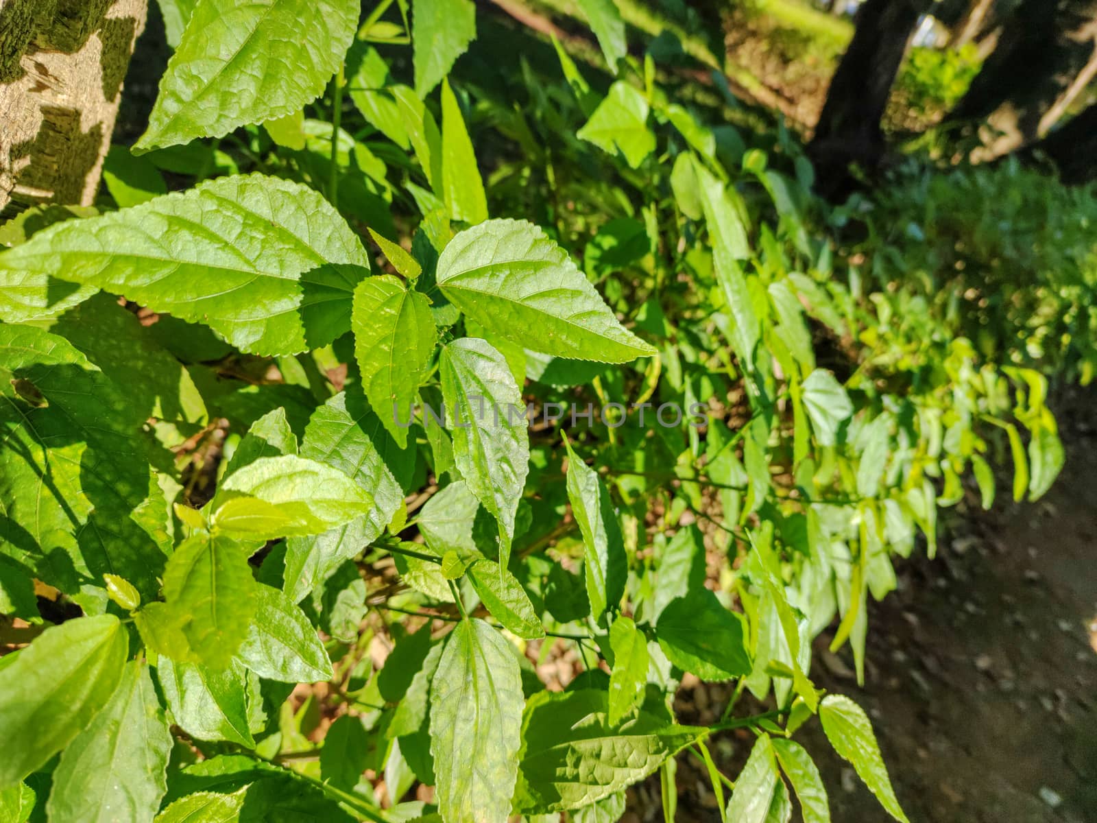 Green plants facing the sun by devoxer