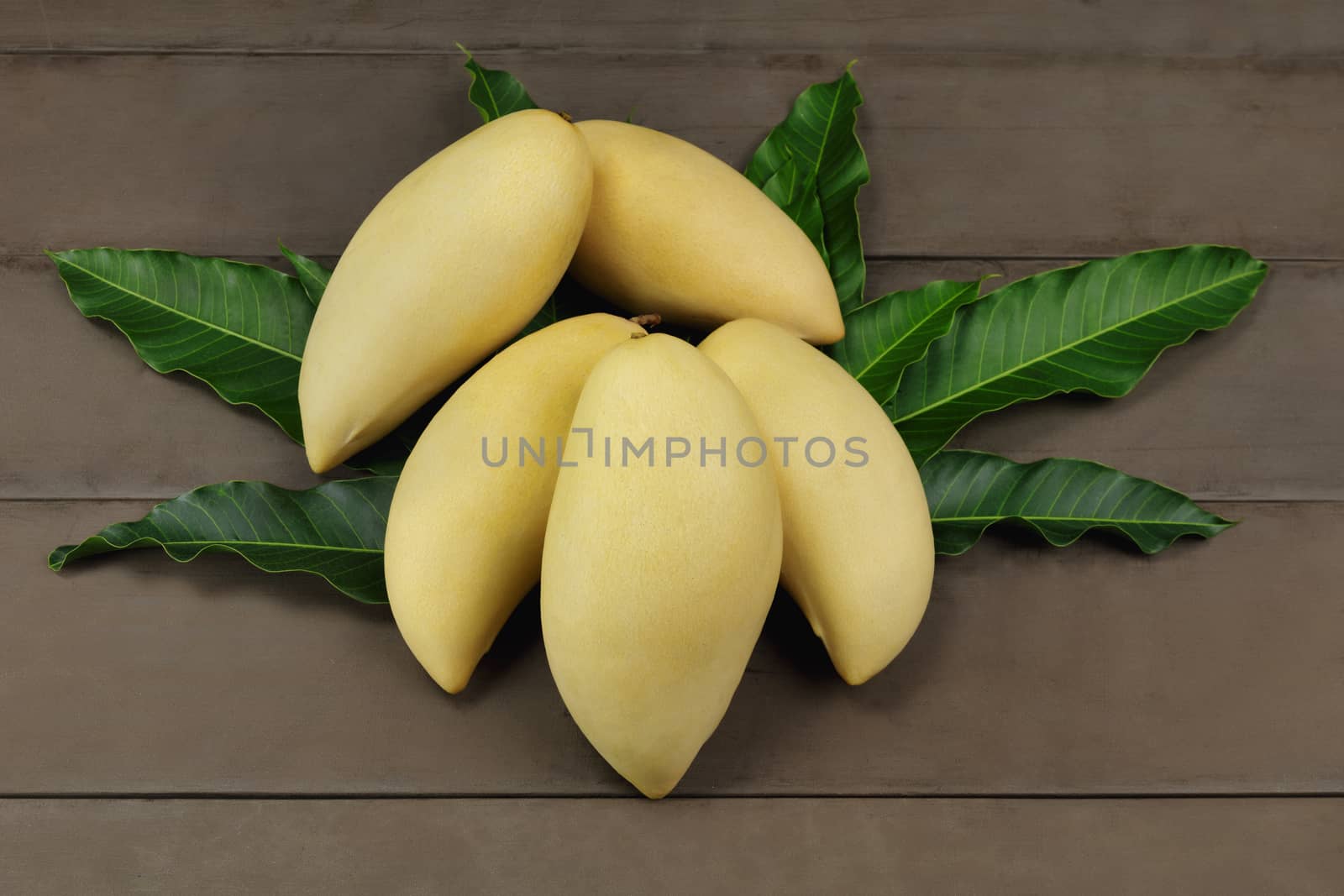 Yellow Fresh mangos on real wood table. Mango tropical fruit on wood background. mangos with copy space.