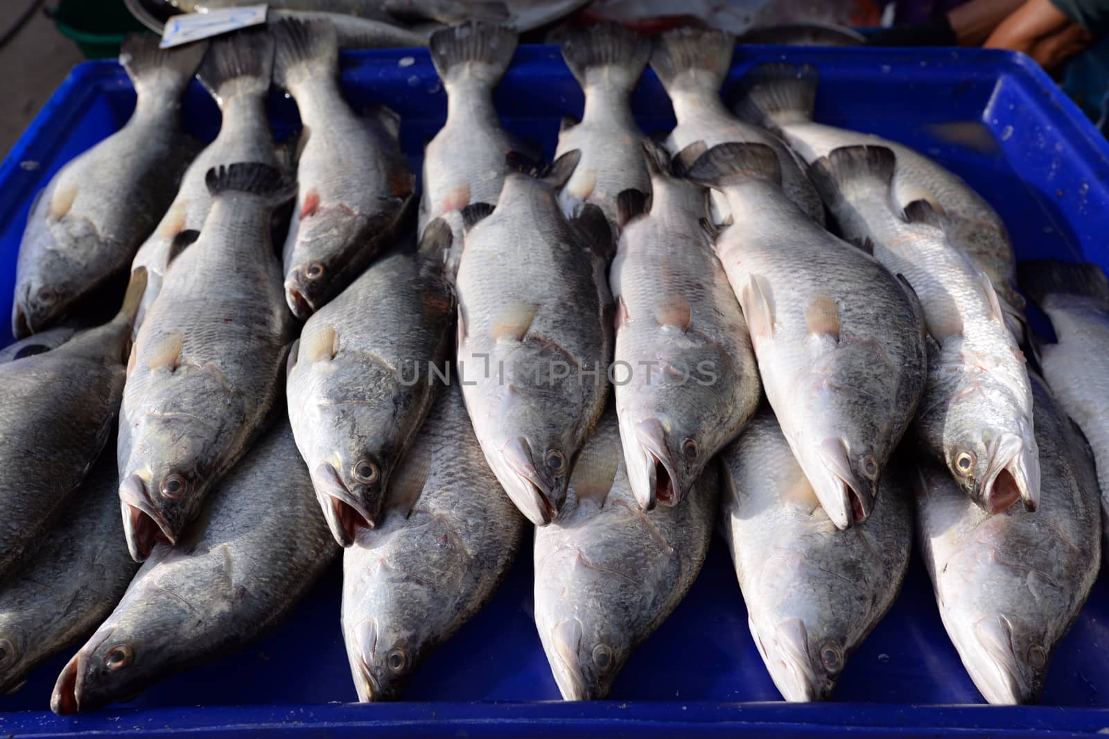 Large seabass arranged in a blue tray, in the local market of Thailand.