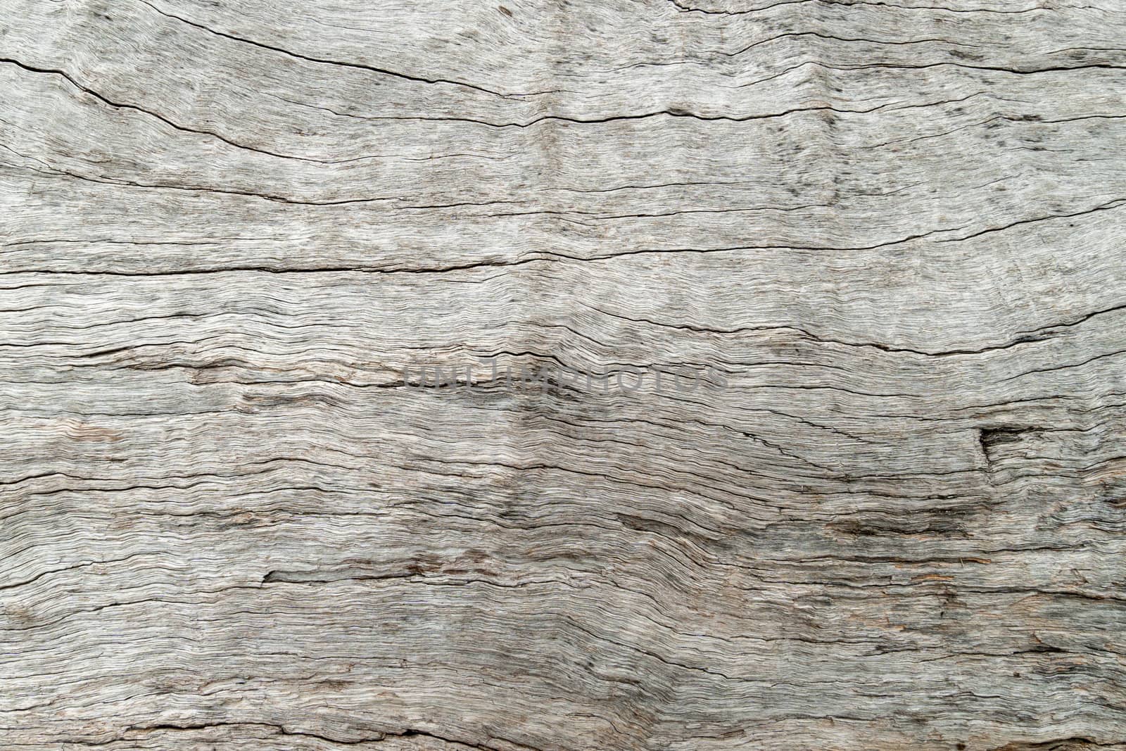 nature wood tree texture background pattern. by Bonandbon