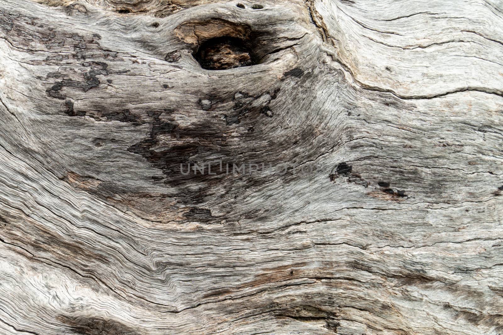 nature wood tree texture background pattern. by Bonandbon