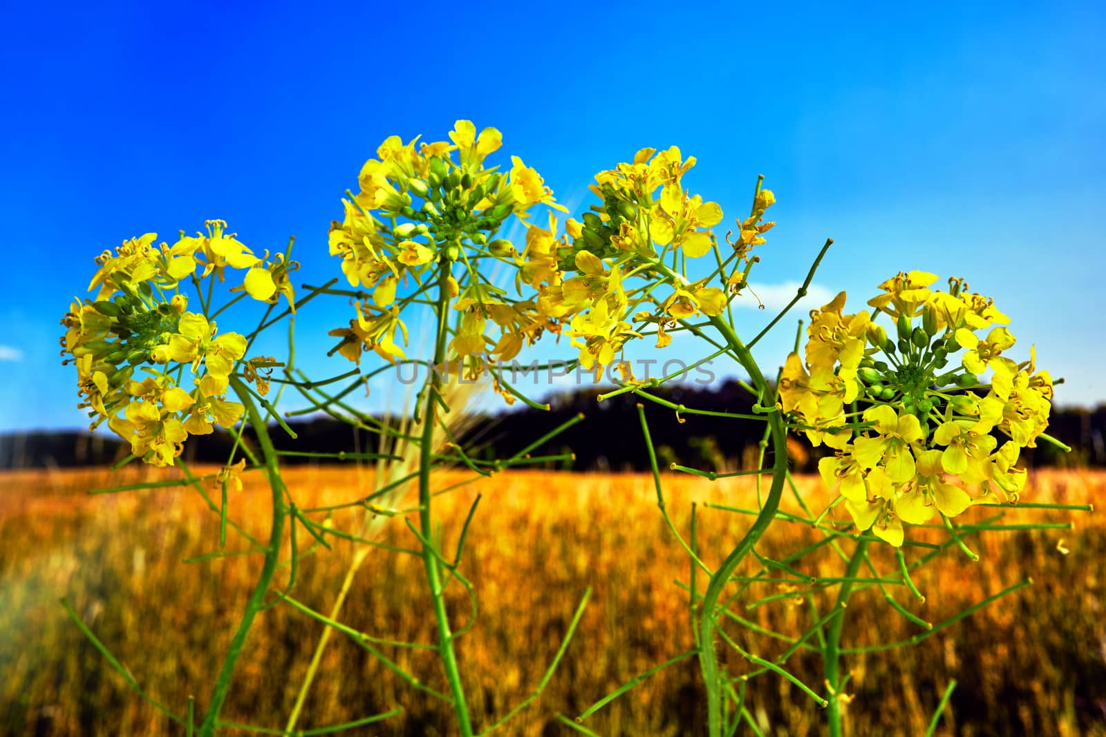 wild rapeseed yellow flowers in the meadow in Poland