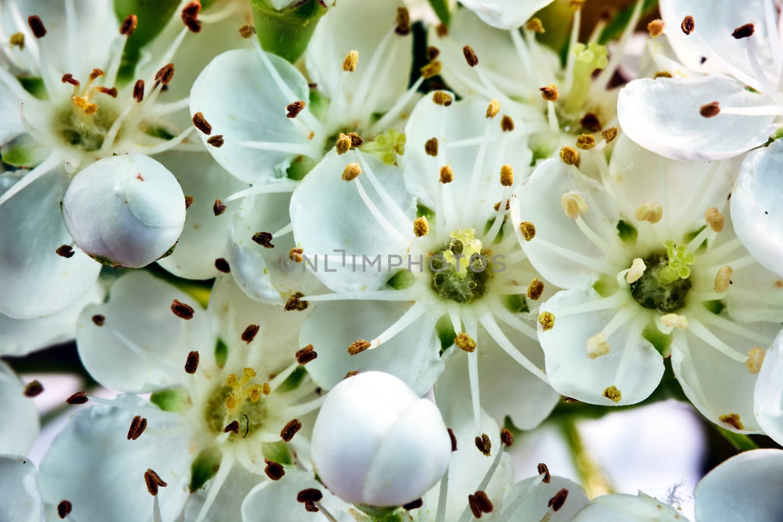 details of small, white flowers on a fire-shrub bush on a meadow during spring in Poland
