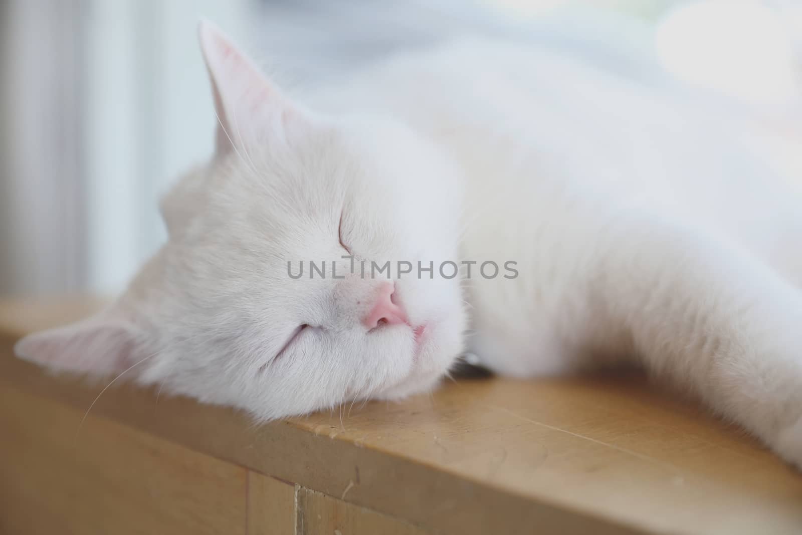 Cute cat sleeping in day time by piyato