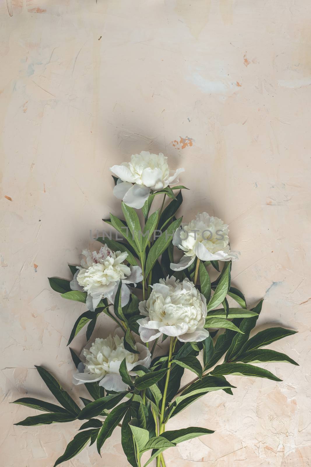 Flat lay composition with white peony flowers on a light pink co by ArtSvitlyna