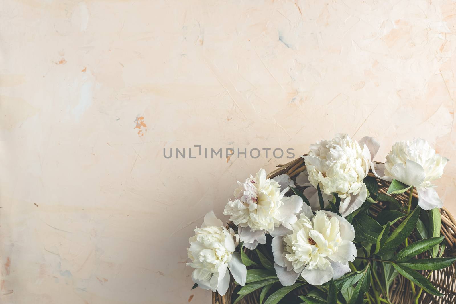 Flat lay composition with white peony flowers on a light pink co by ArtSvitlyna