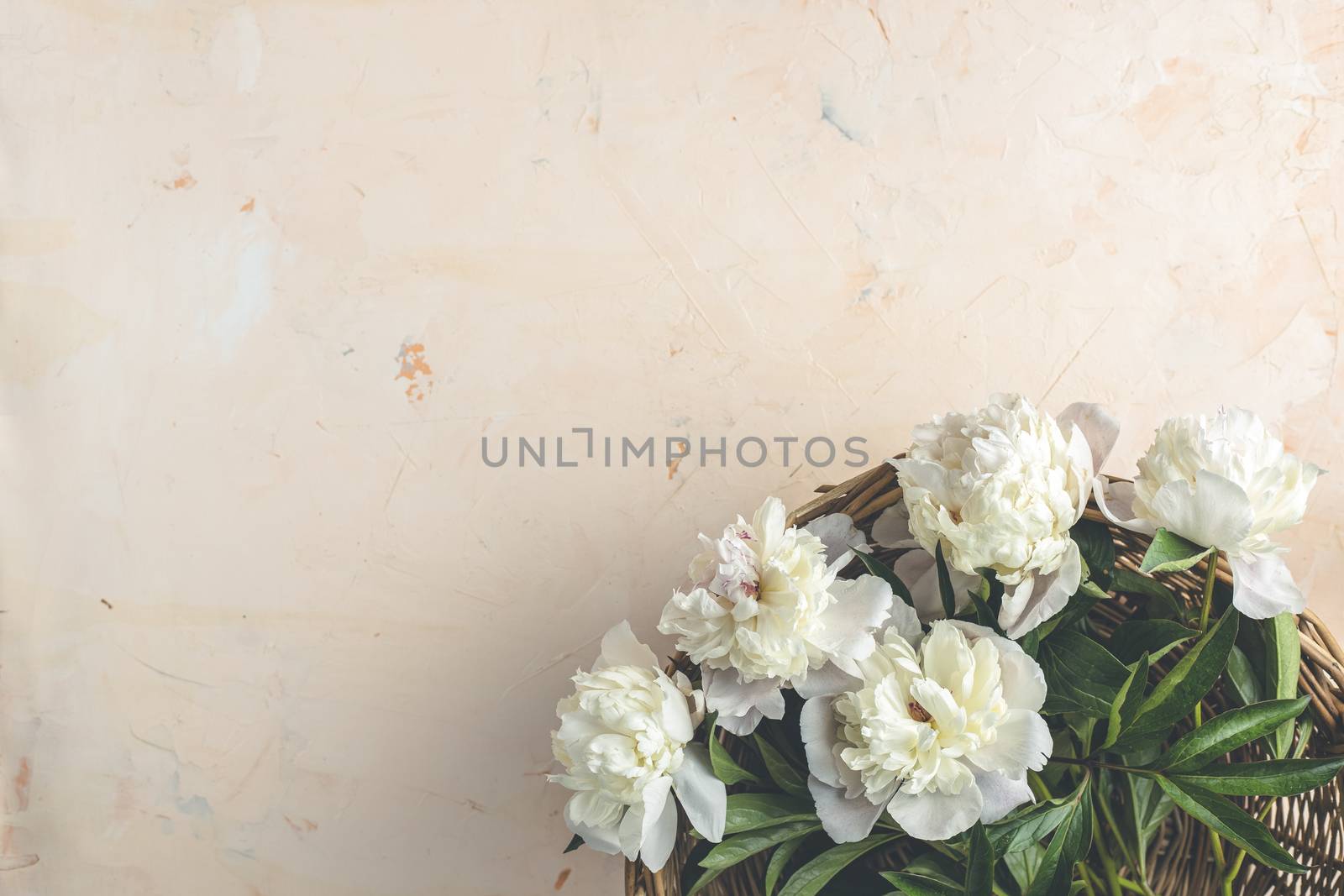 Flat lay composition with white peony flowers on a light pink concrete background