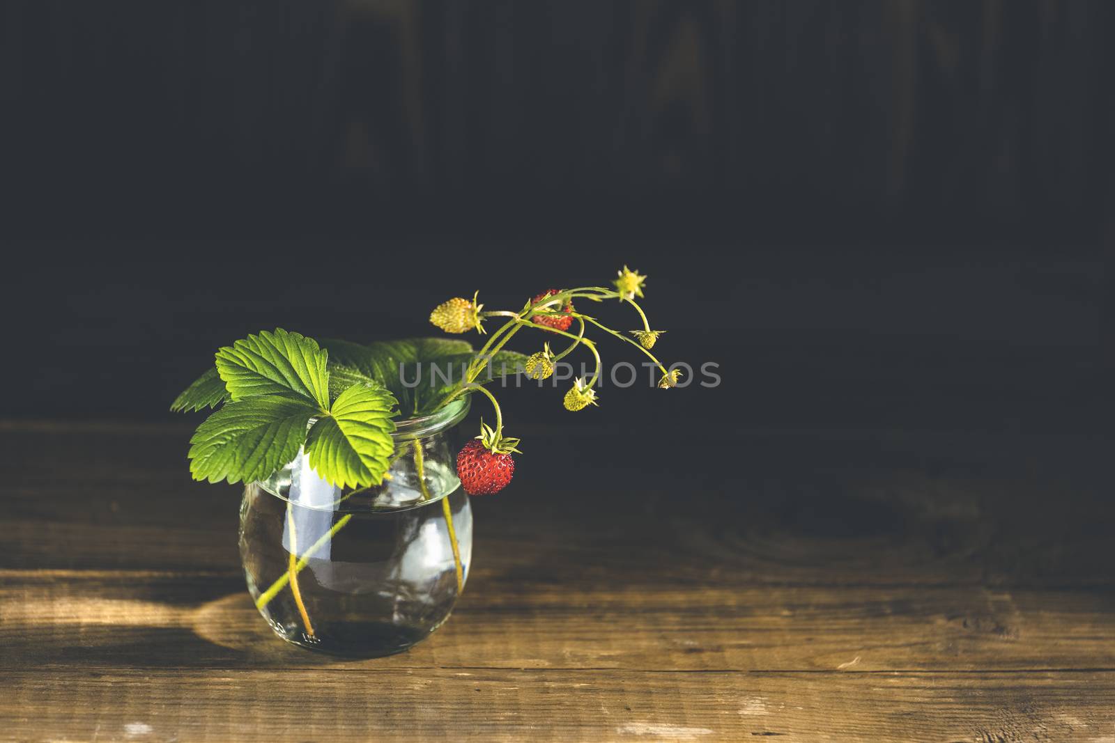 Beautiful still life with perfect sunbeam on branch of wild raw ripe strawberries with leaves in glass jar, dark wooden surface.