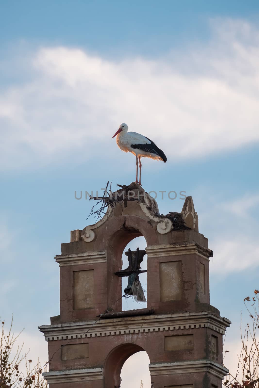 Storks building their nest in an old bell tower