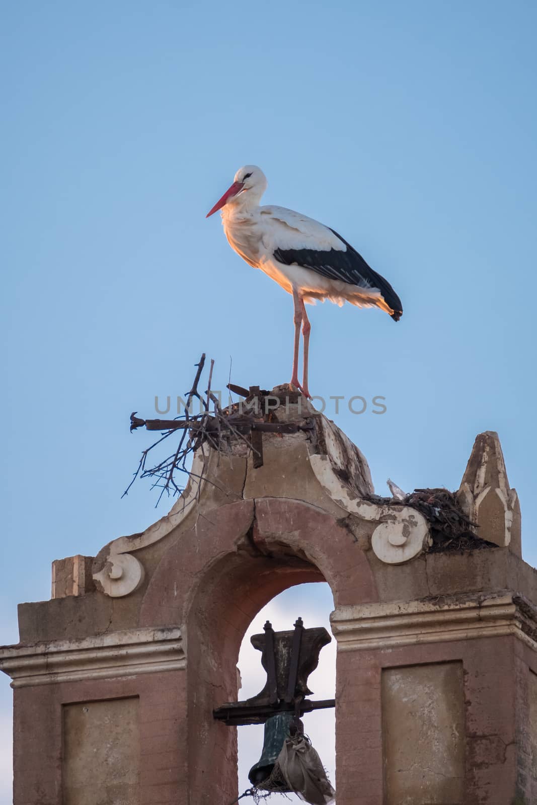 Storks building their nest in an old bell tower