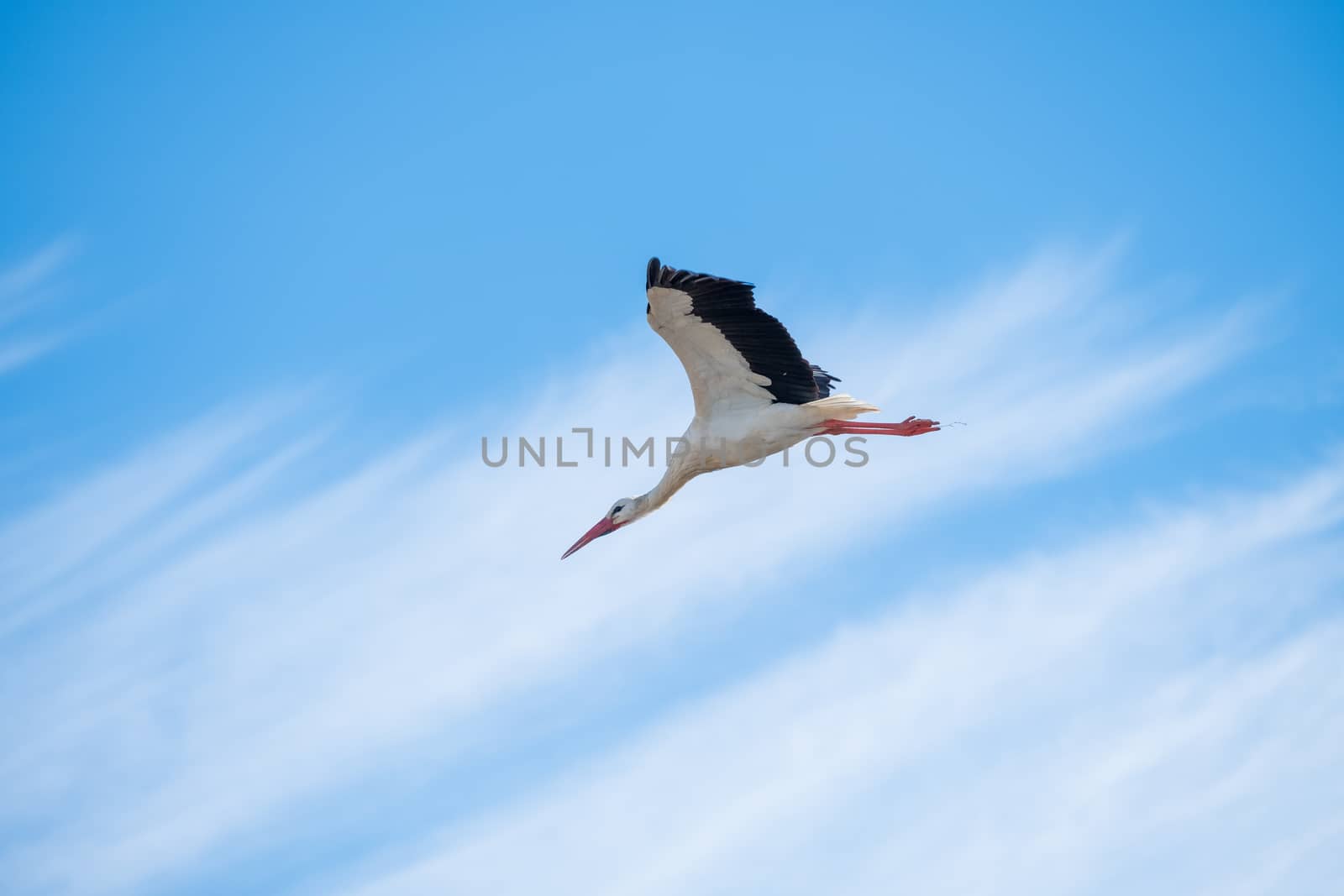 Stork in flight just out of its nest