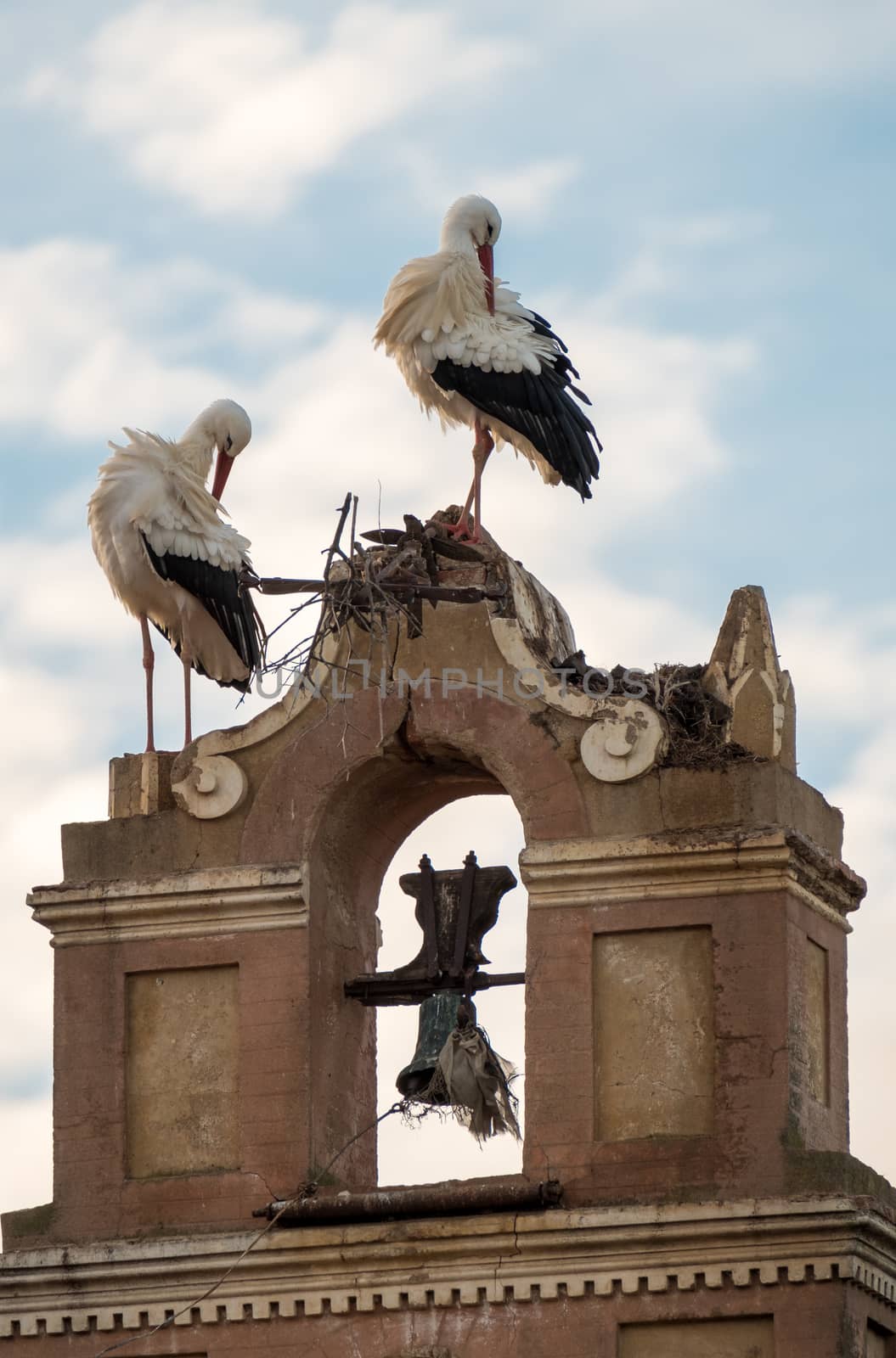 Storks building their nest in an old bell tower
