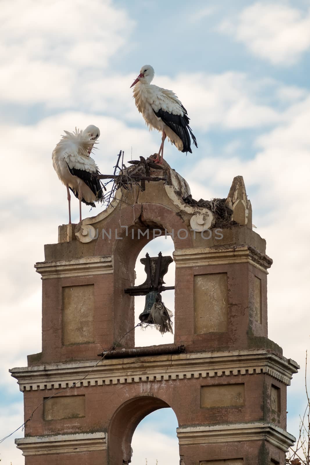 Storks building their nest in an old bell tower