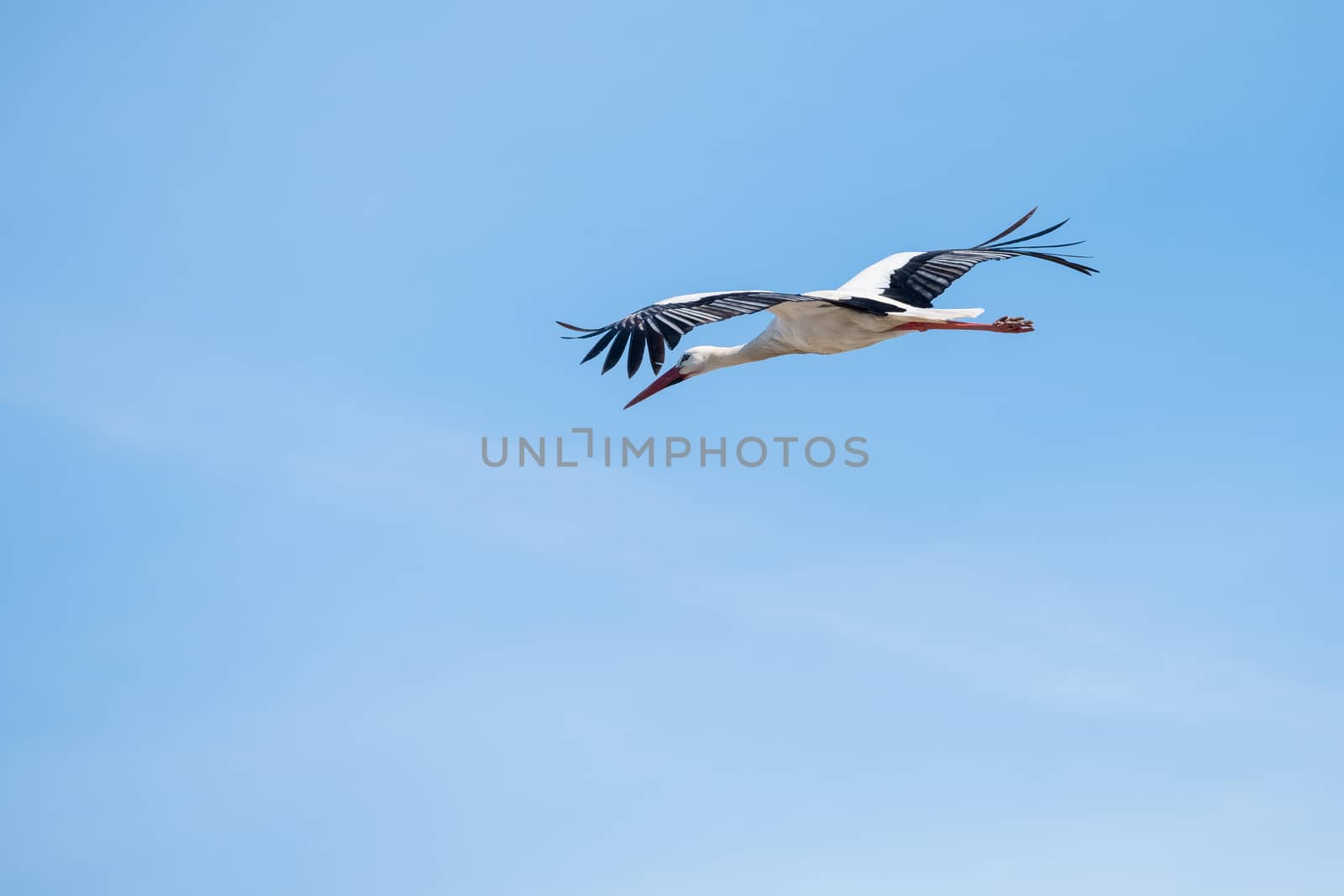 Stork in flight just out of its nest