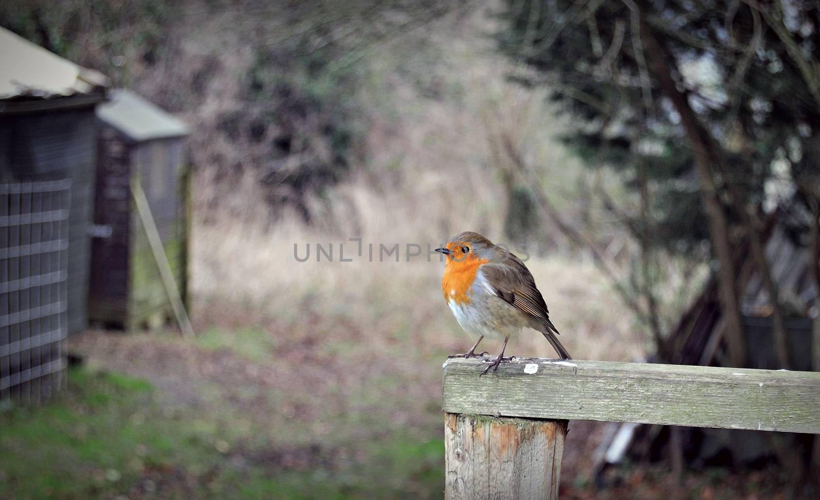 robin bird perched on a fence in its natural habitat by sirspread