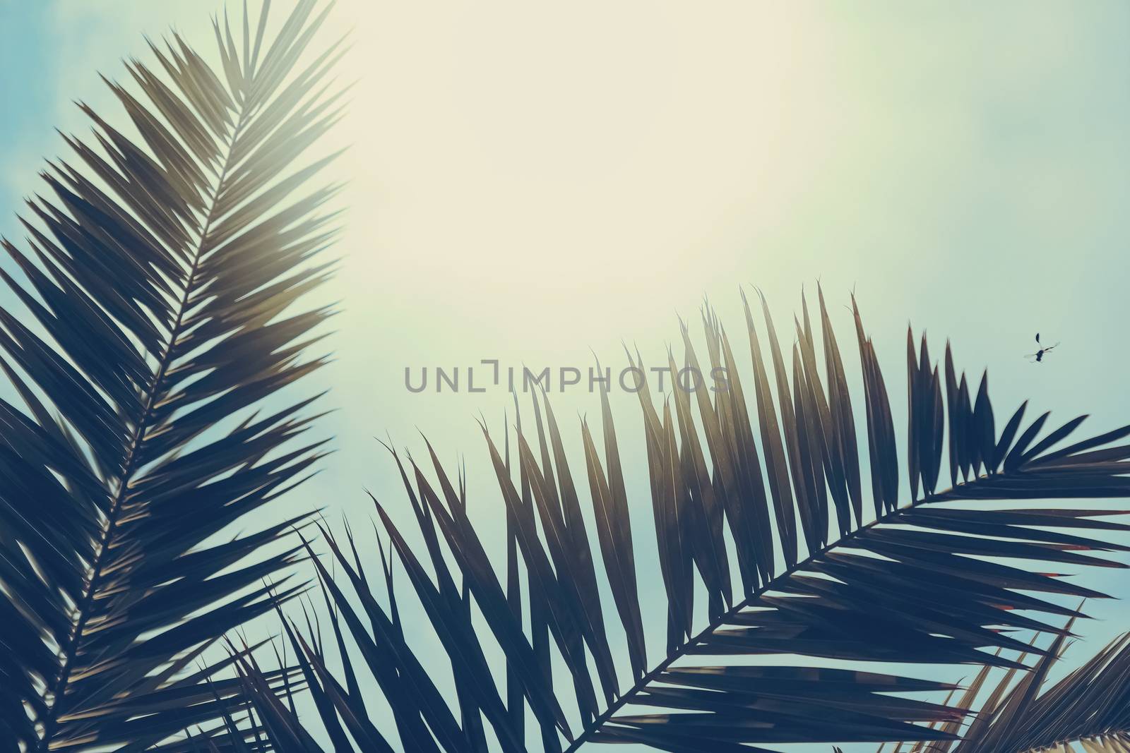 Tropical palm tree leaves in hot summer day as vintage background, nature and travel concept