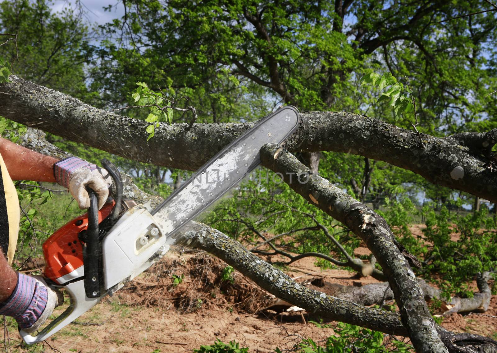 Professional is cutting trees using a chainsaw