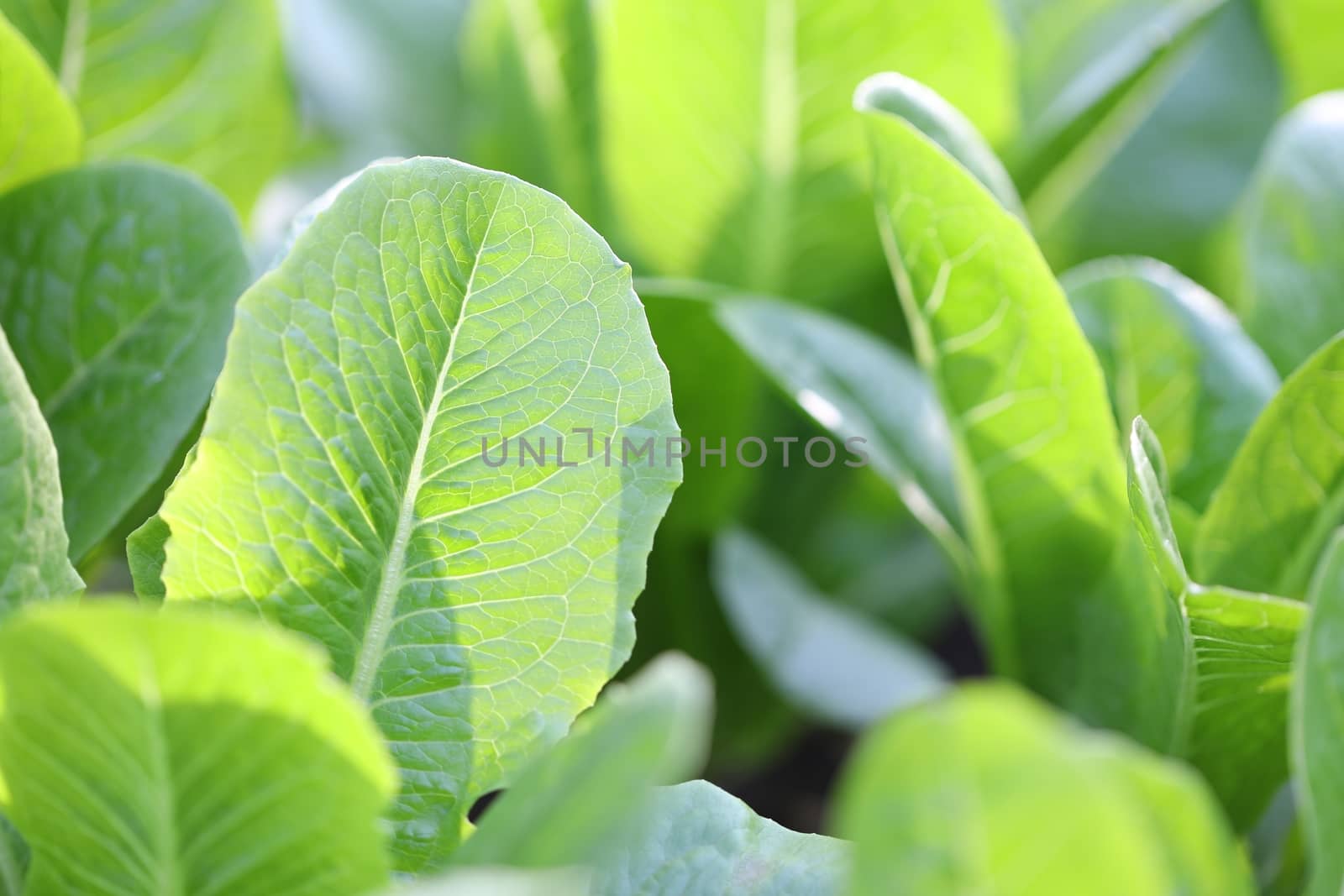 Organic flowering cabbage green leaves close up
