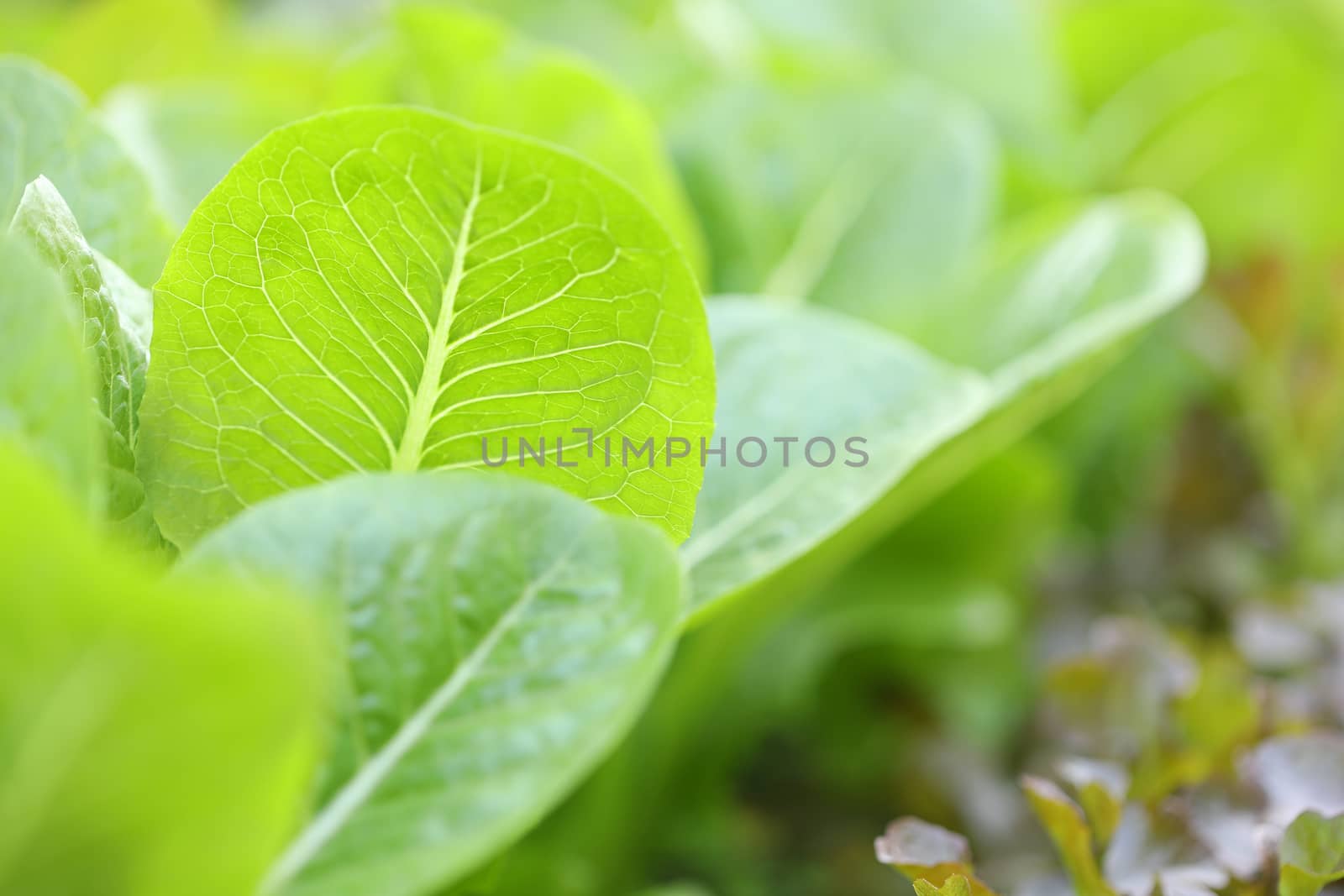 Organic flowering cabbage green leaves close up