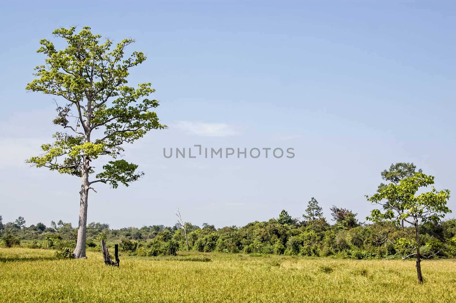 Rice fields in the Cambodian countryside. Siem Reap province.