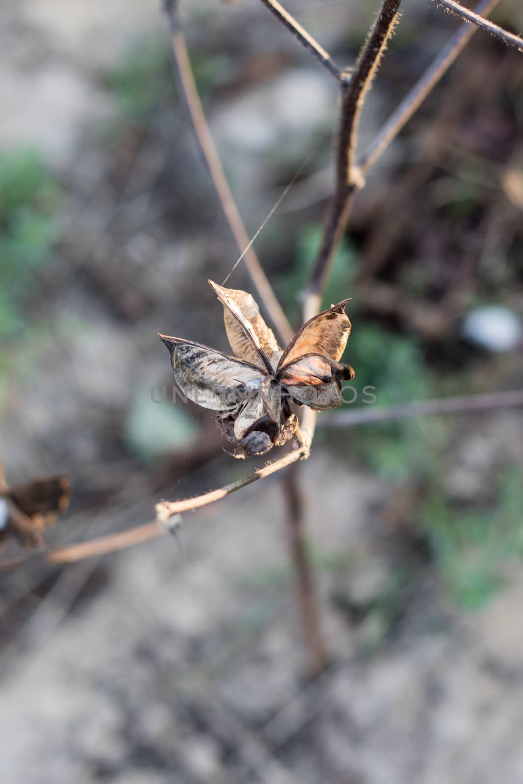 Ripe cotton grows on the branch