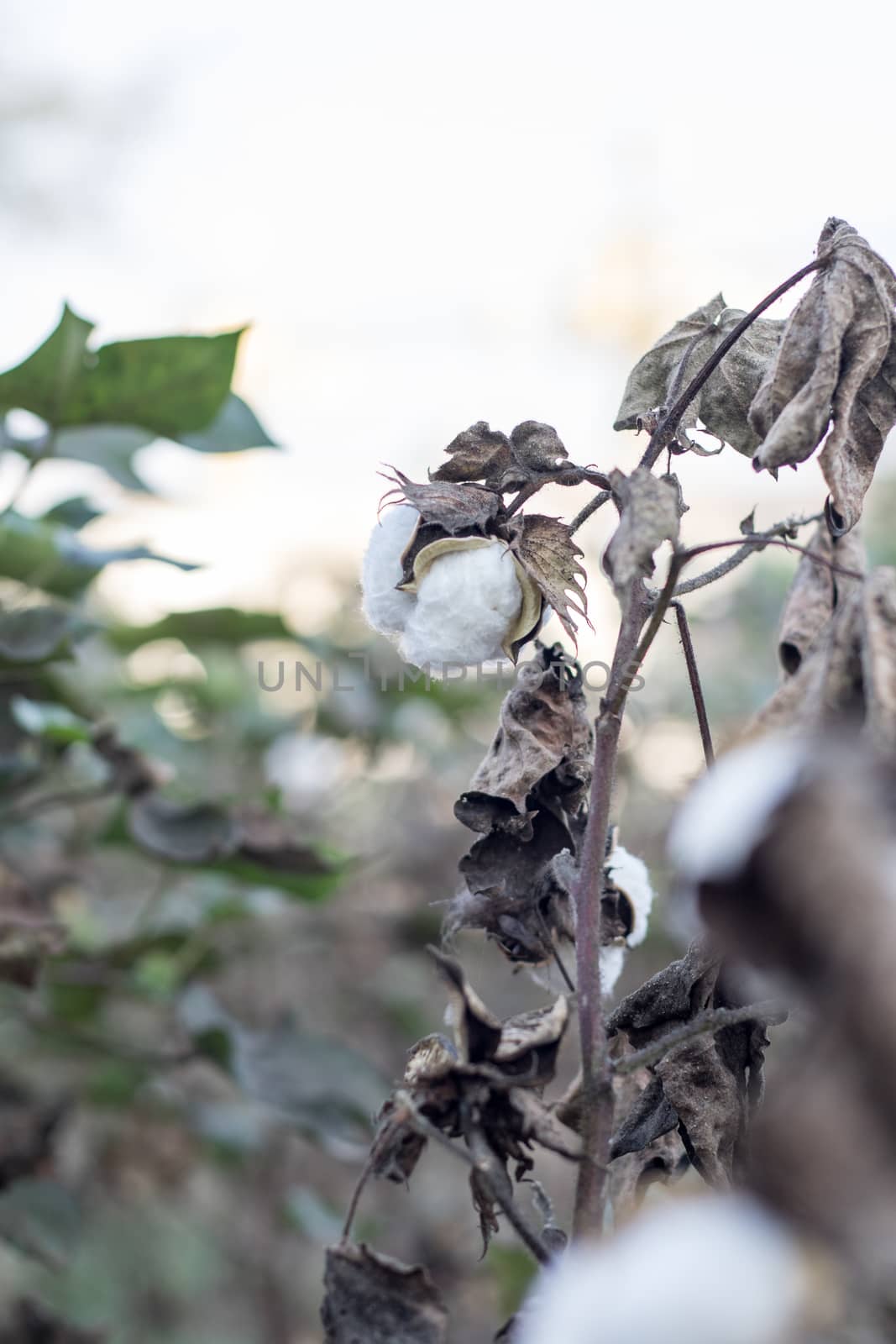 Ripe cotton grows on the branch