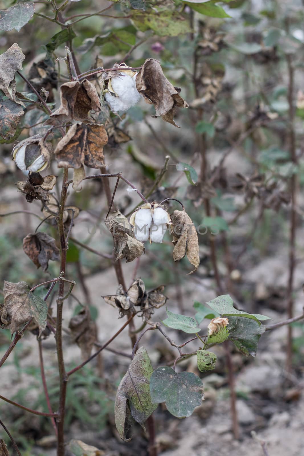 Ripe cotton grows on the branch