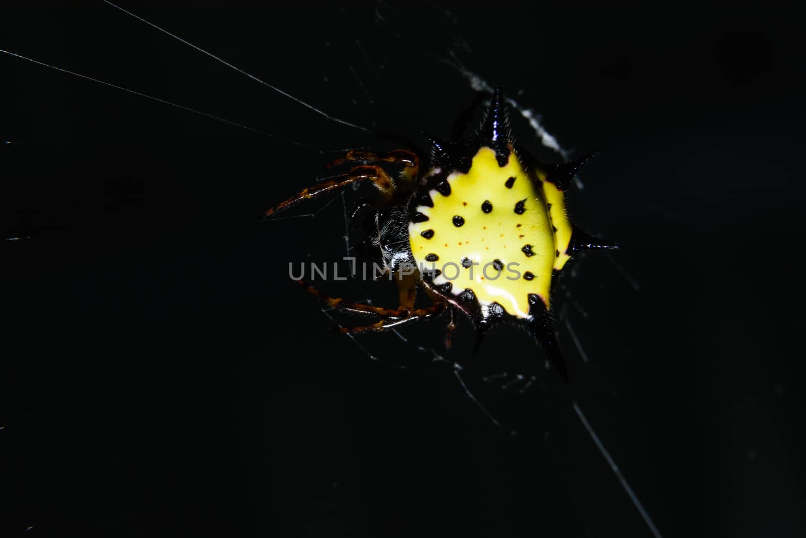 Macro spider in nature