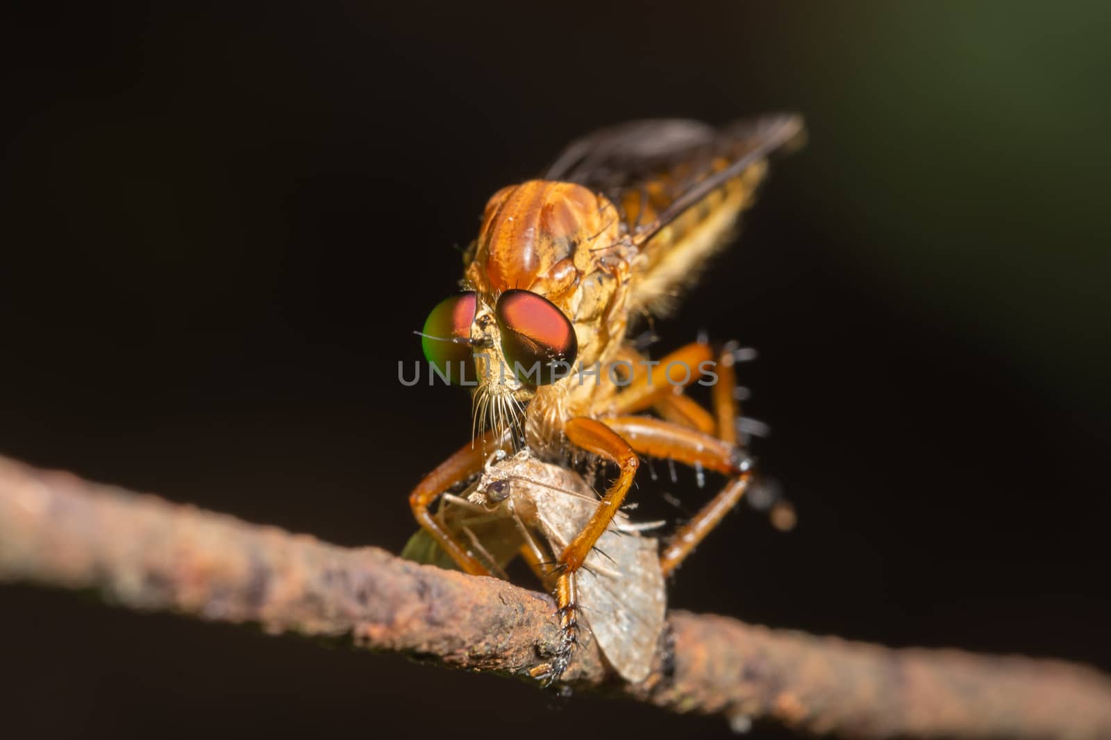 Macro Robber fly on leaf