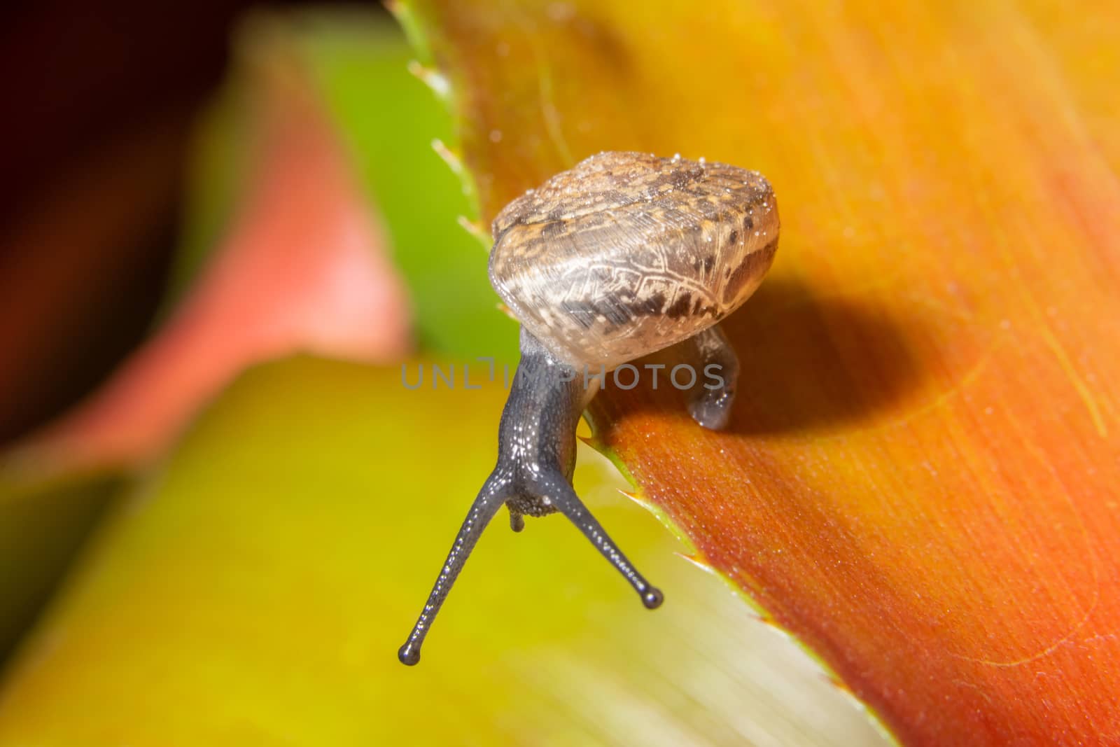 Macro snail on leaf