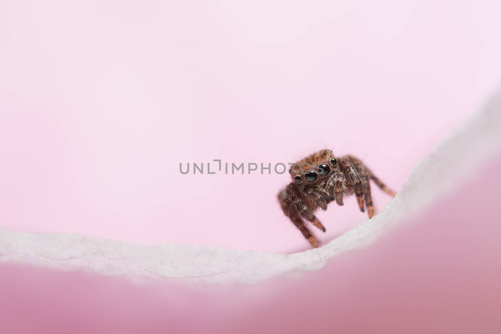 Macro Animal Spider