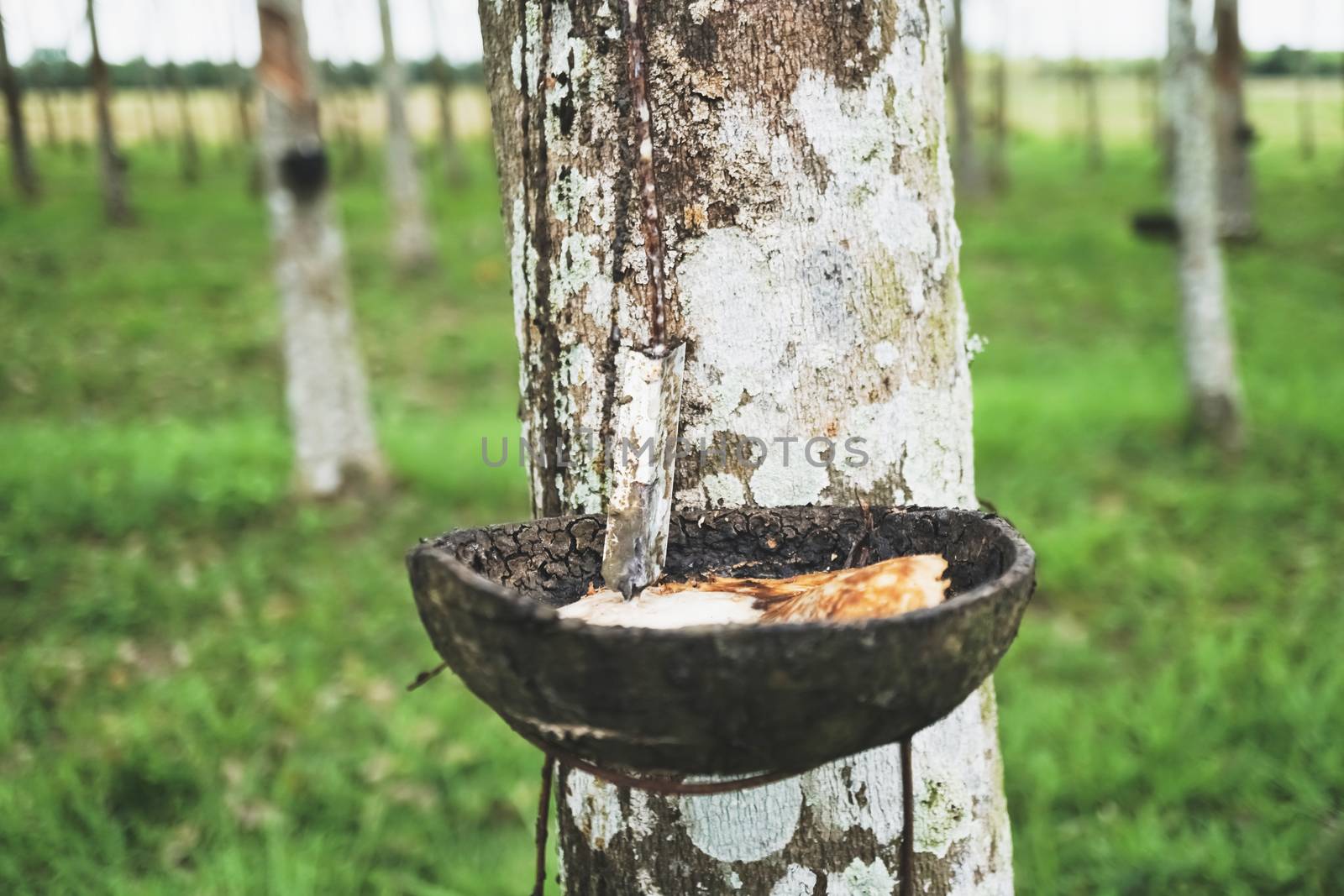 Rubber in natural bowl from rubber tree on green nature background.