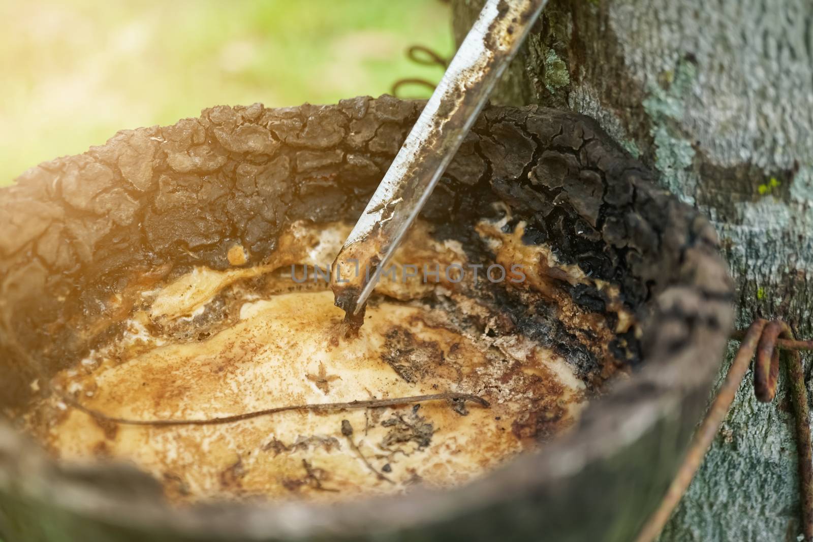 Rubber in natural bowl from rubber tree on green nature background.