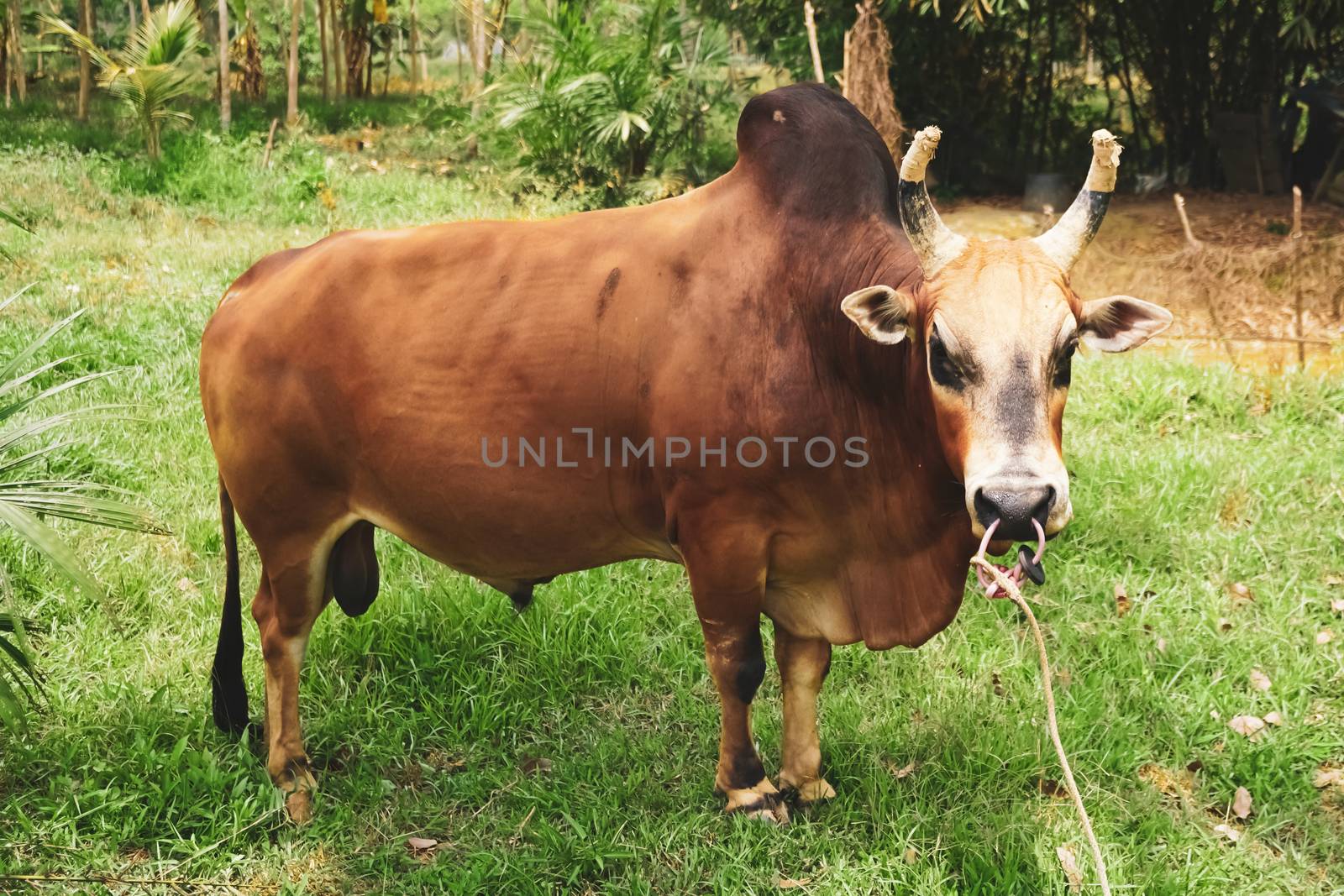 Native cow of Thailand with sharp horns people brought to fight with green nature. by Suwant