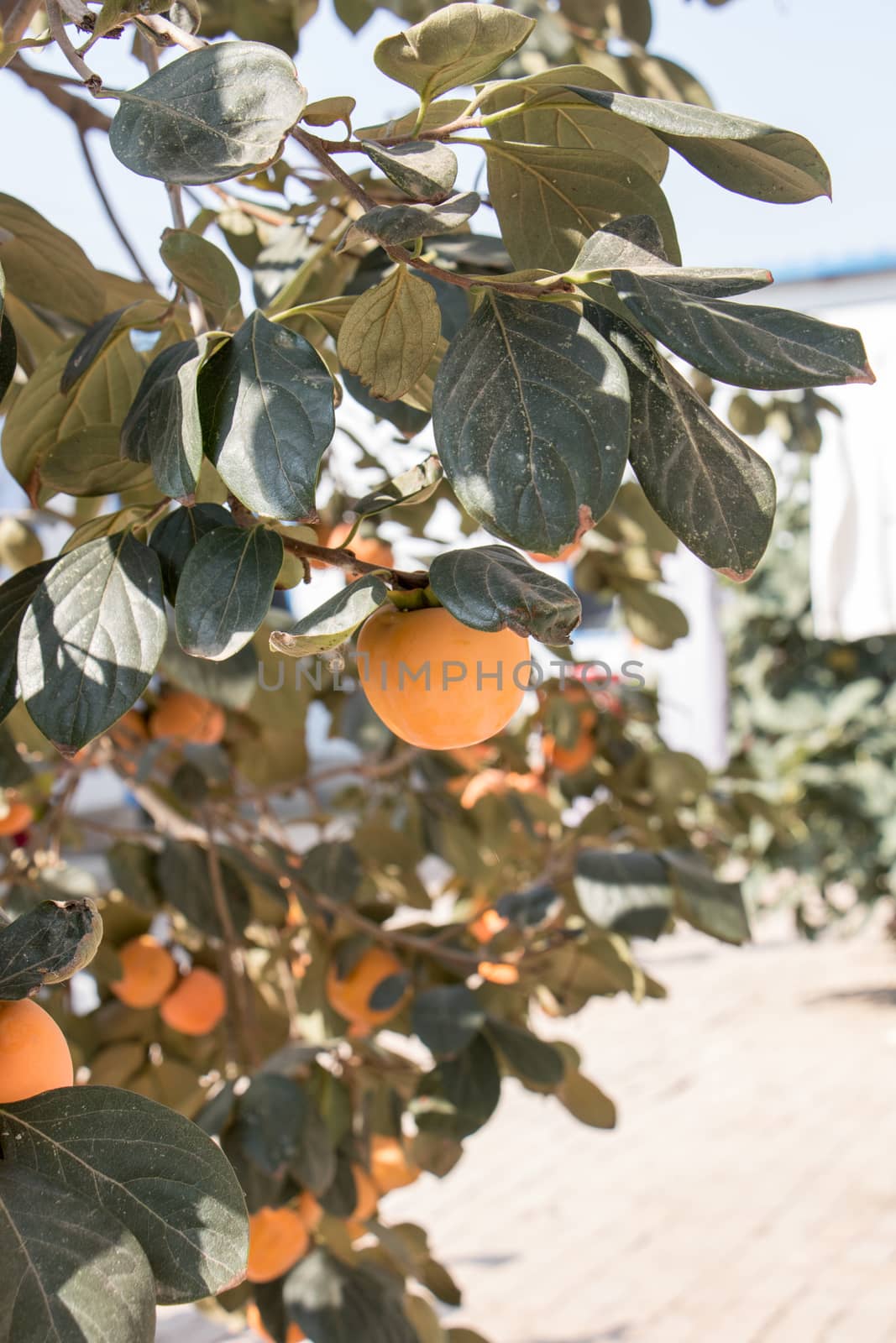 agriculture, apple, apples, autumn, branch, food, fresh, fruit, fruits, garden, green, harvest, healthy, leaf, leaves, natural, nature, orchard, organic, peach, plant, red, ripe, summer, tree