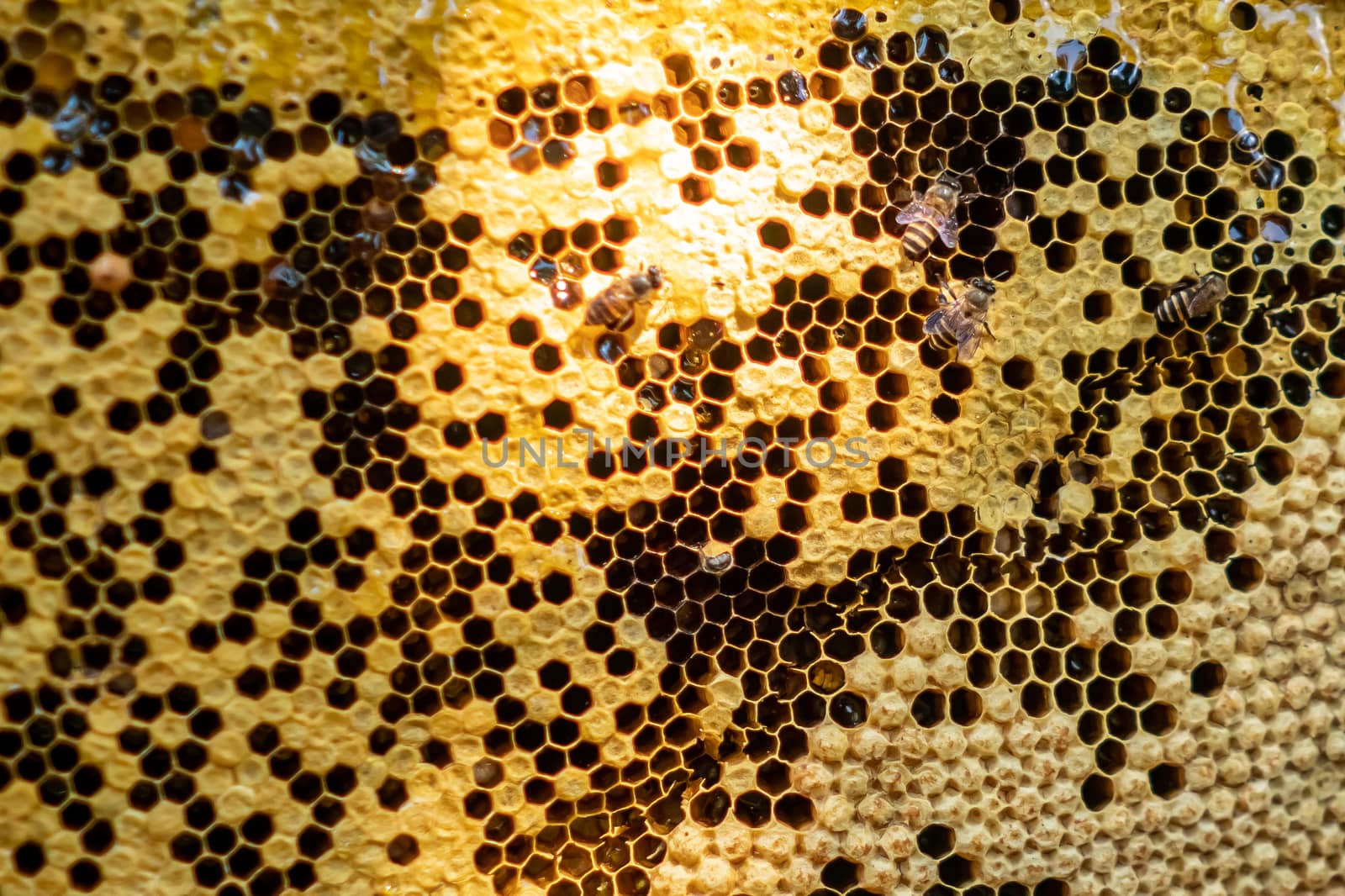 Closed up of bee colony full of honey high nutrient and vitamin transfer to beekepping handmade box.
