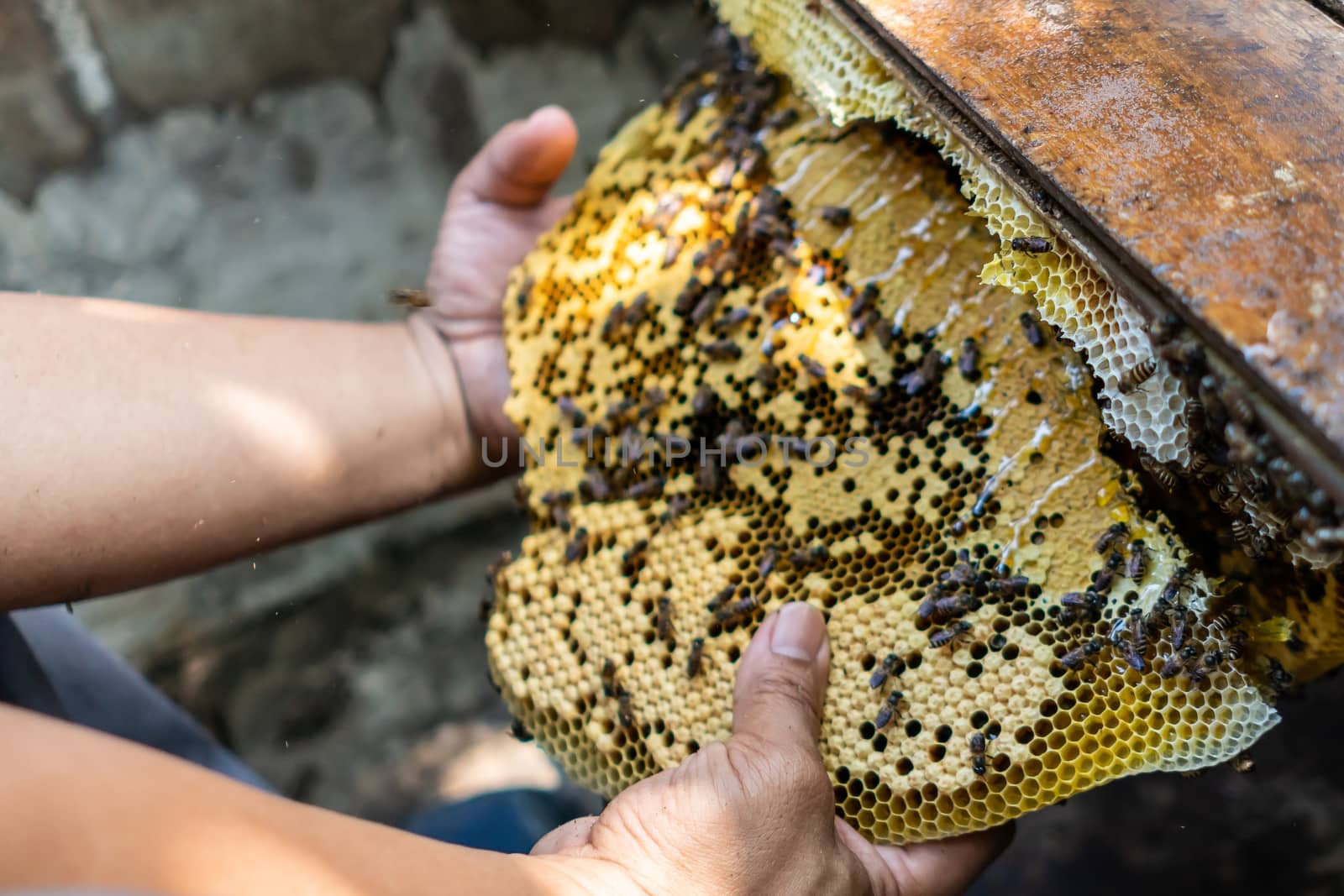 Closed up of bee colony full of honey high nutrient and vitamin transfer to beekepping handmade box.