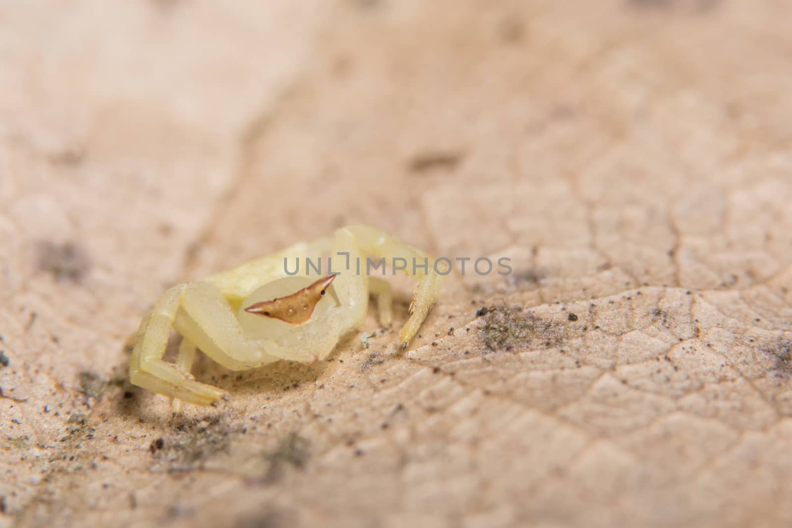Macro Animal Spider